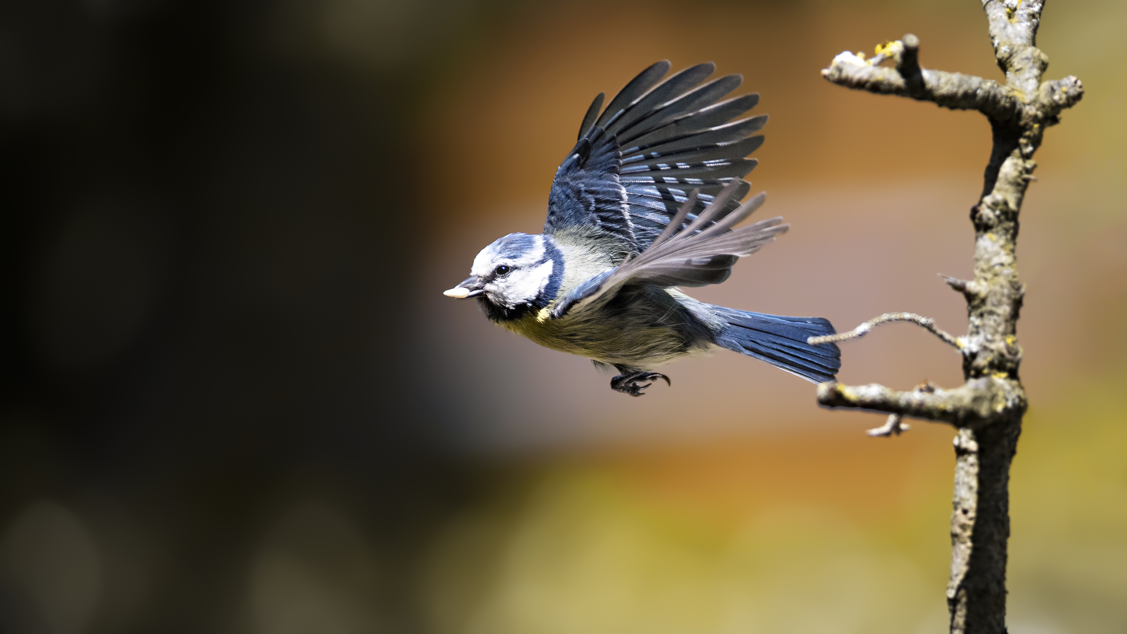 Bluetit58