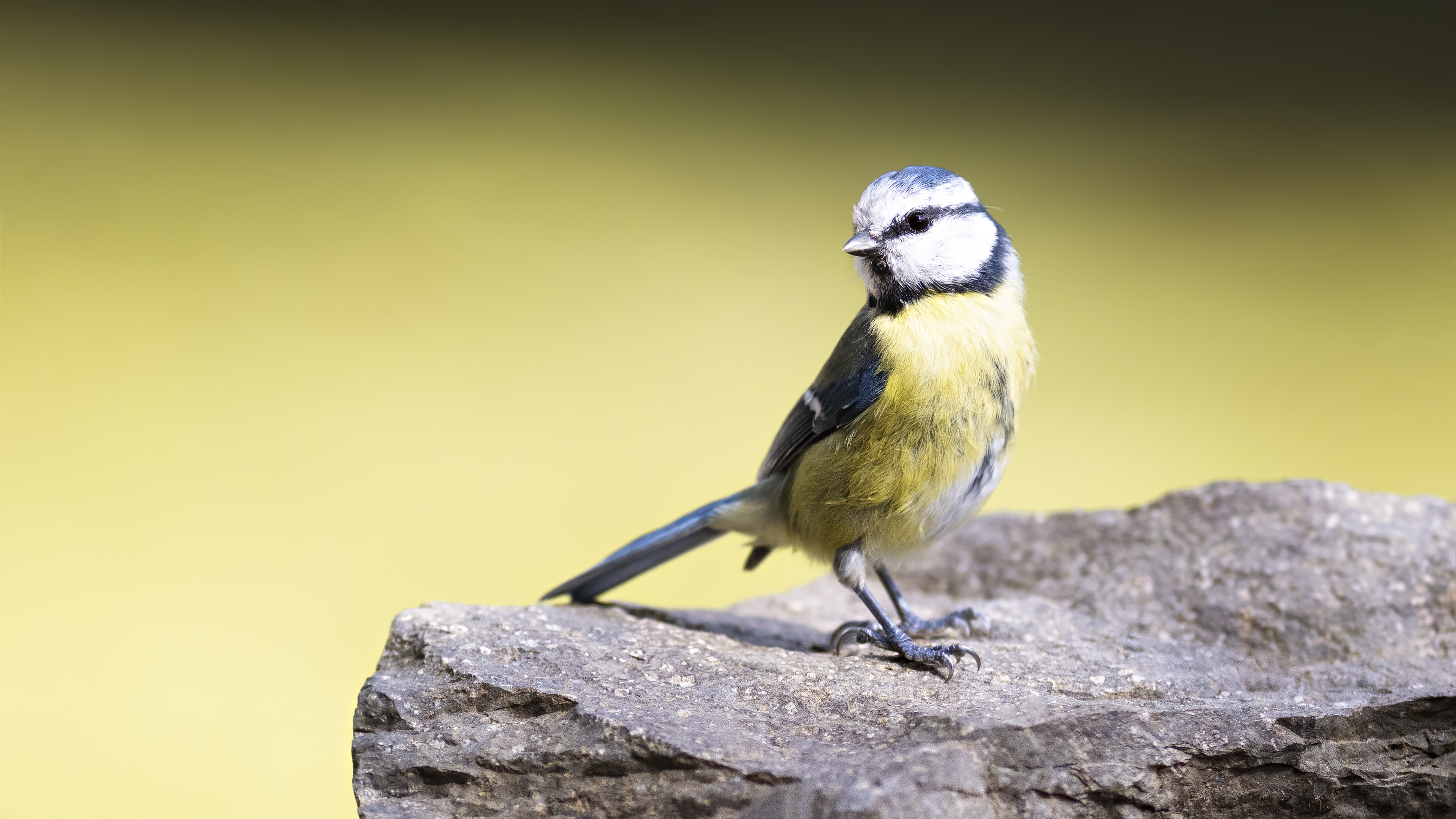 Bluetit64