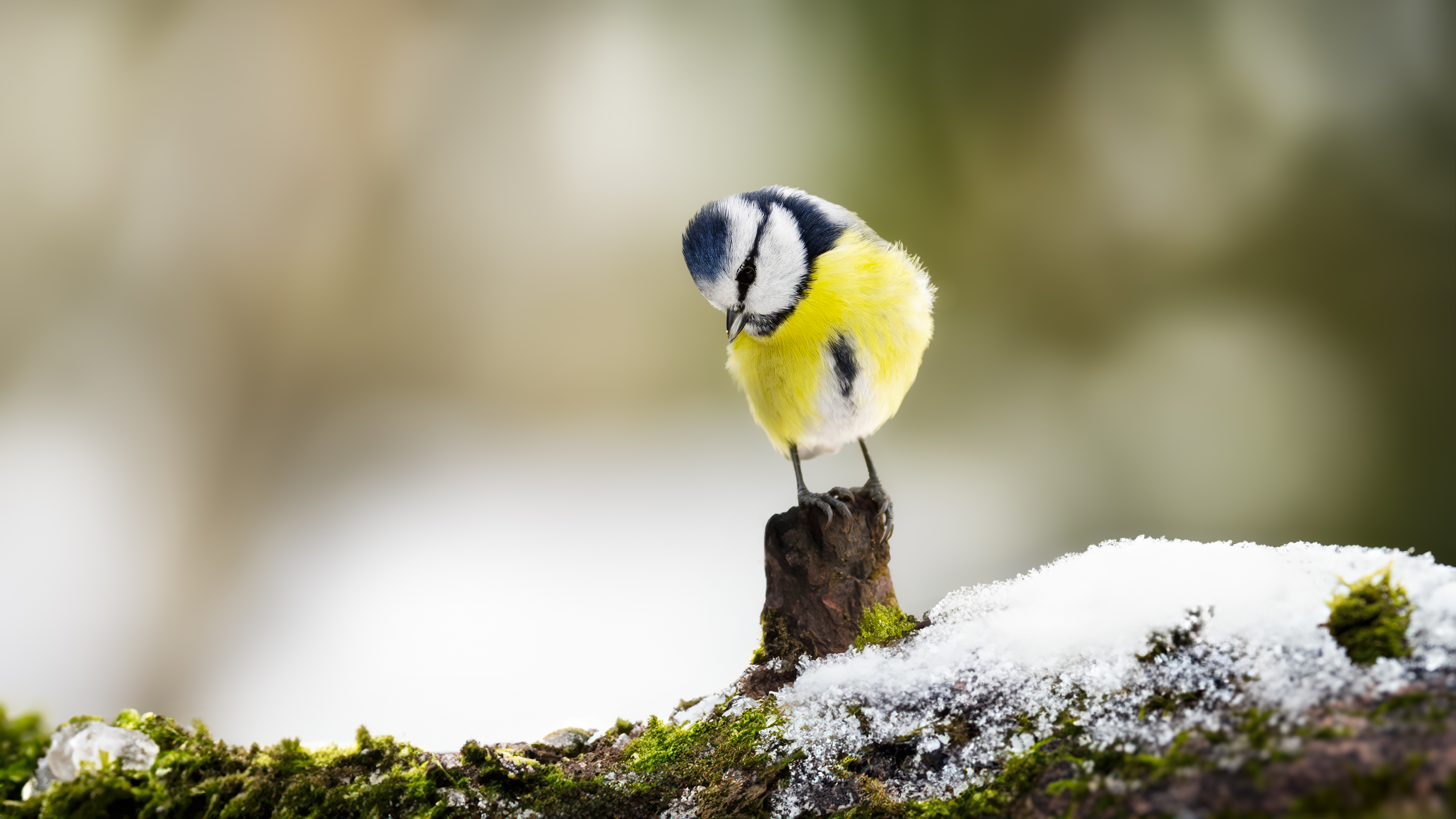 Bluetit66