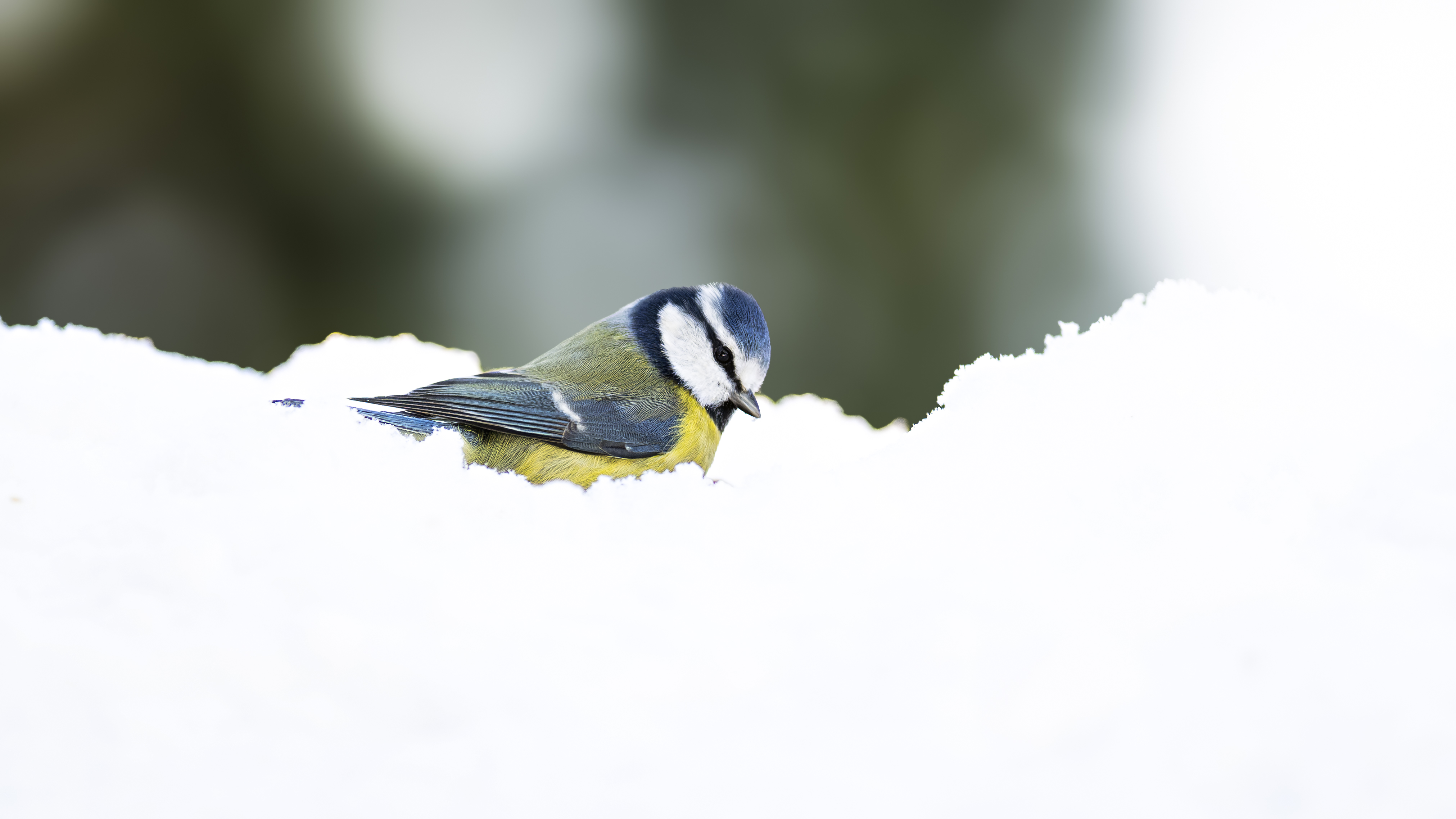 Bluetit68
