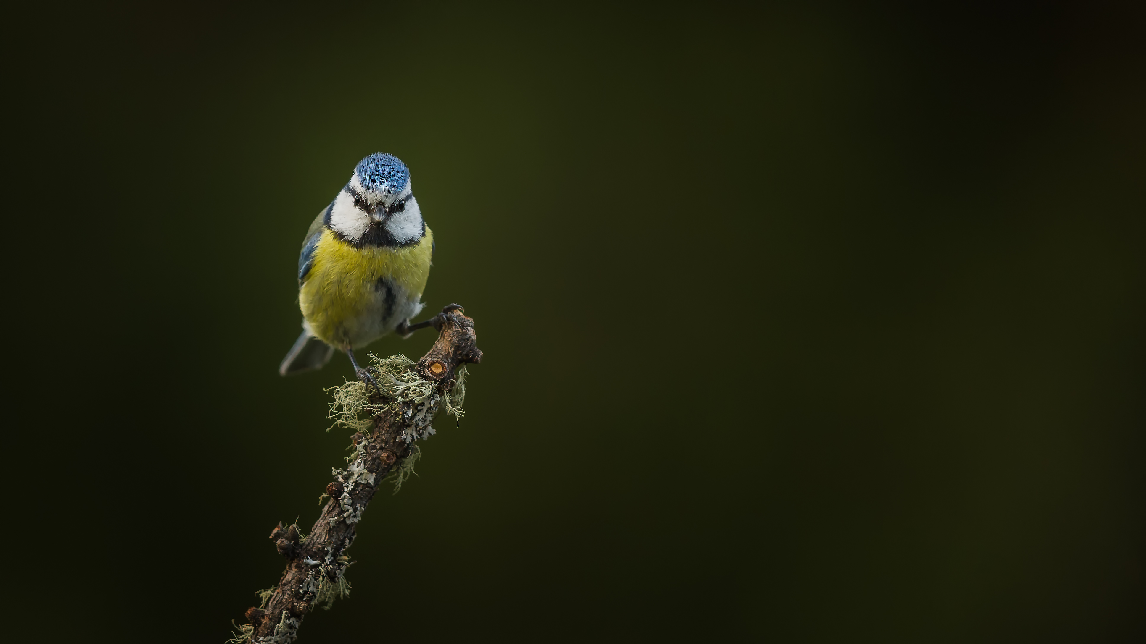 Bluetit7