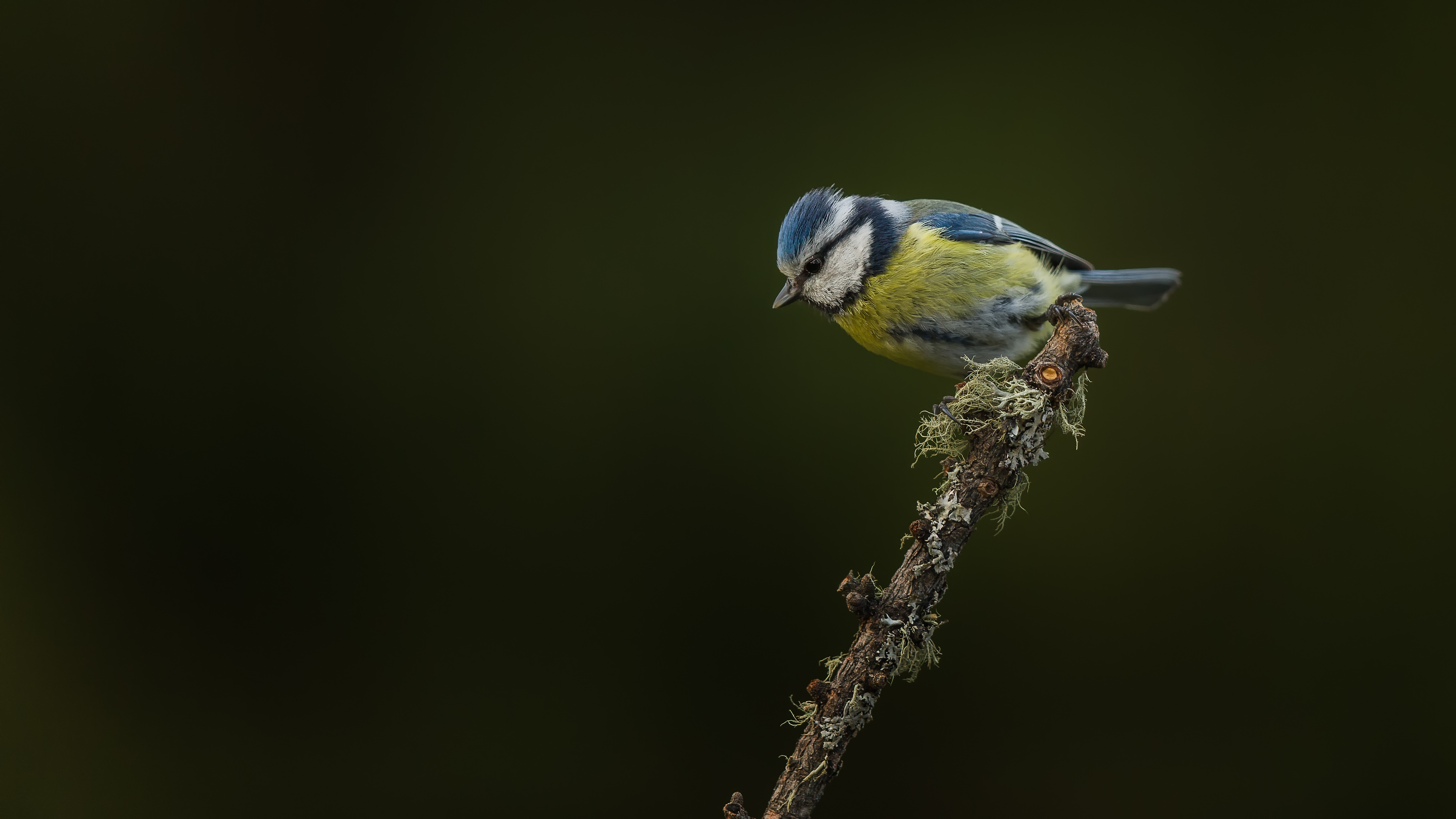 Bluetit8