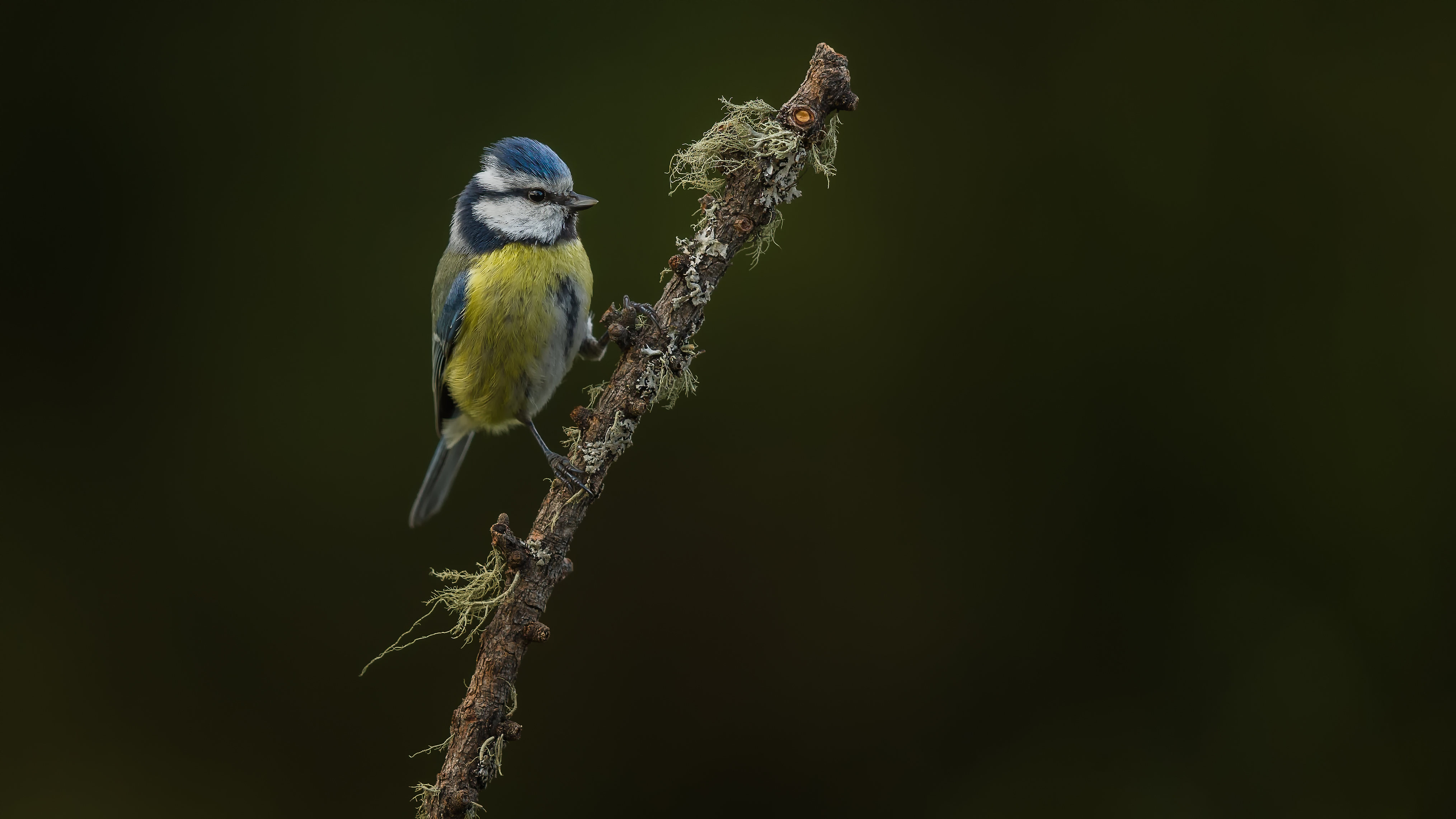 Bluetit9