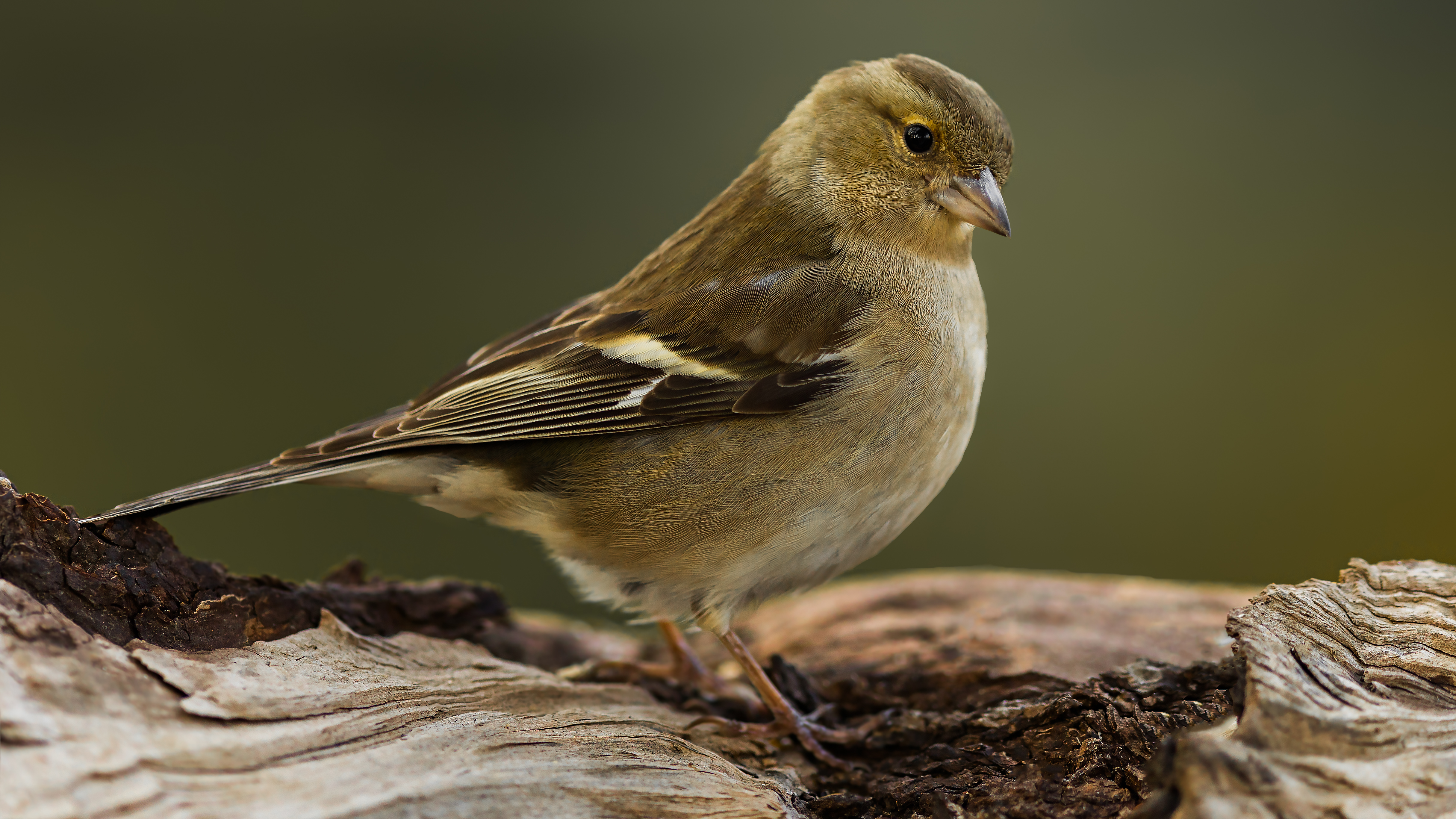 Chaffinch2