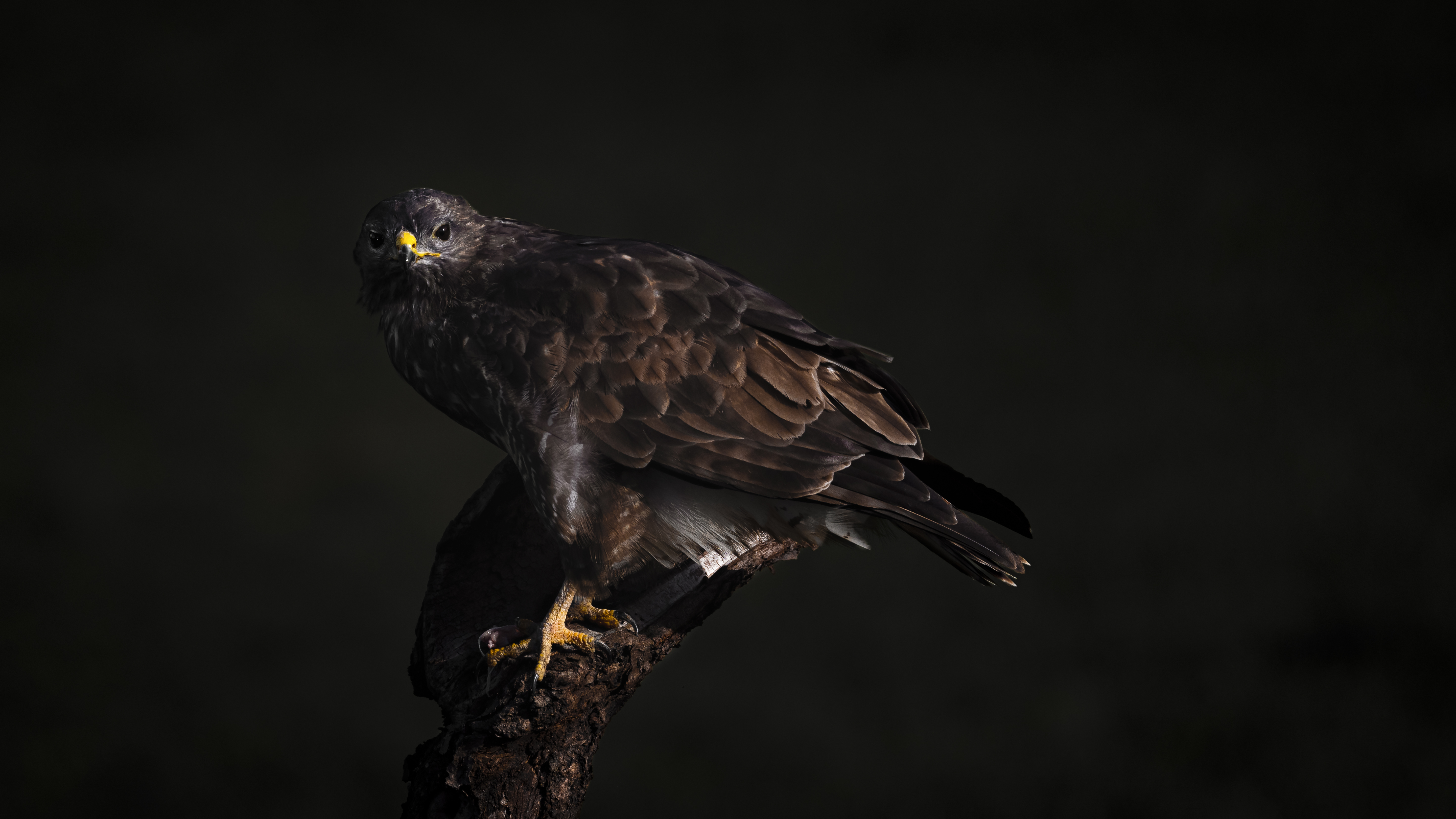 Buzzard139