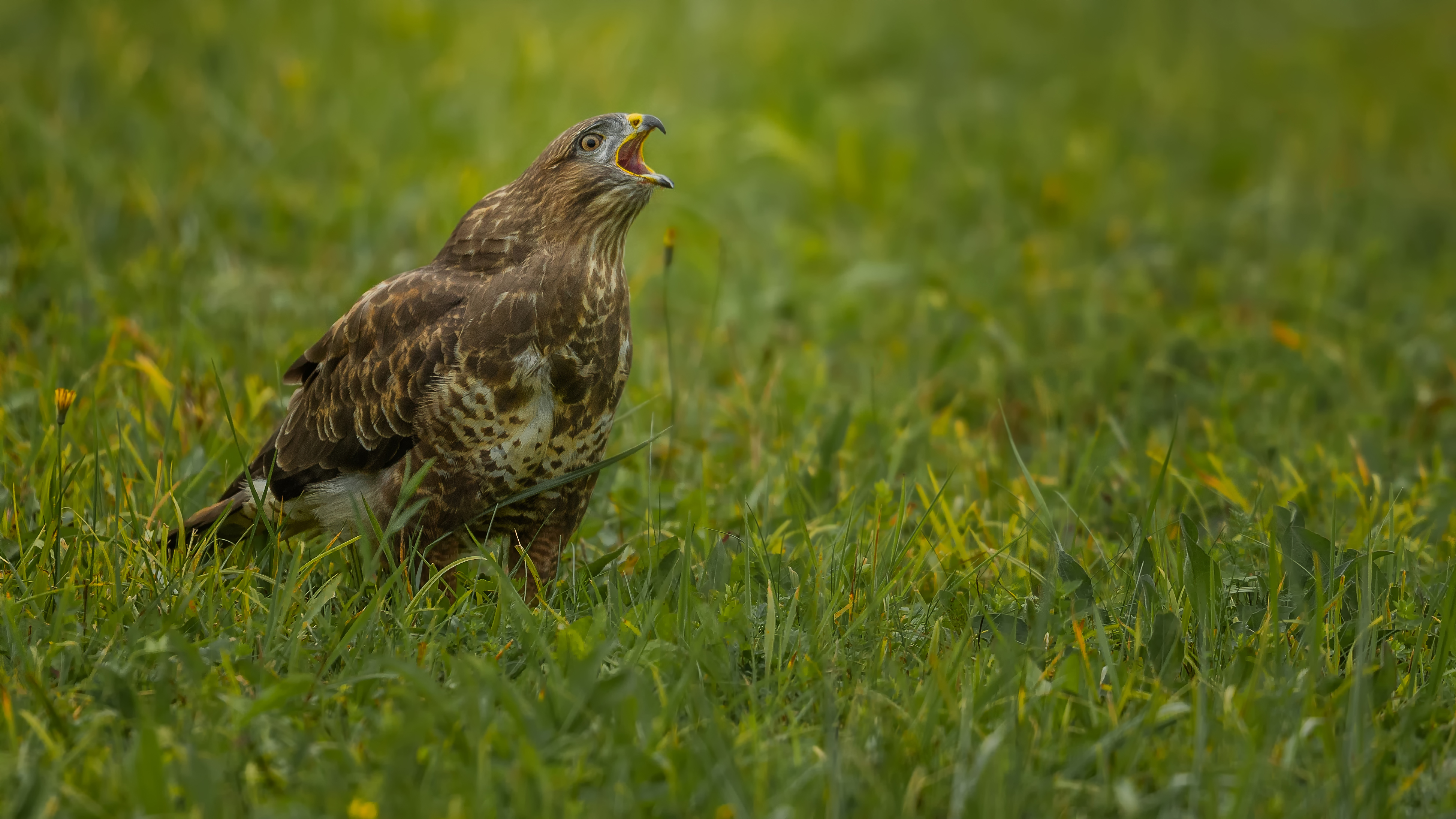 Buzzard14x
