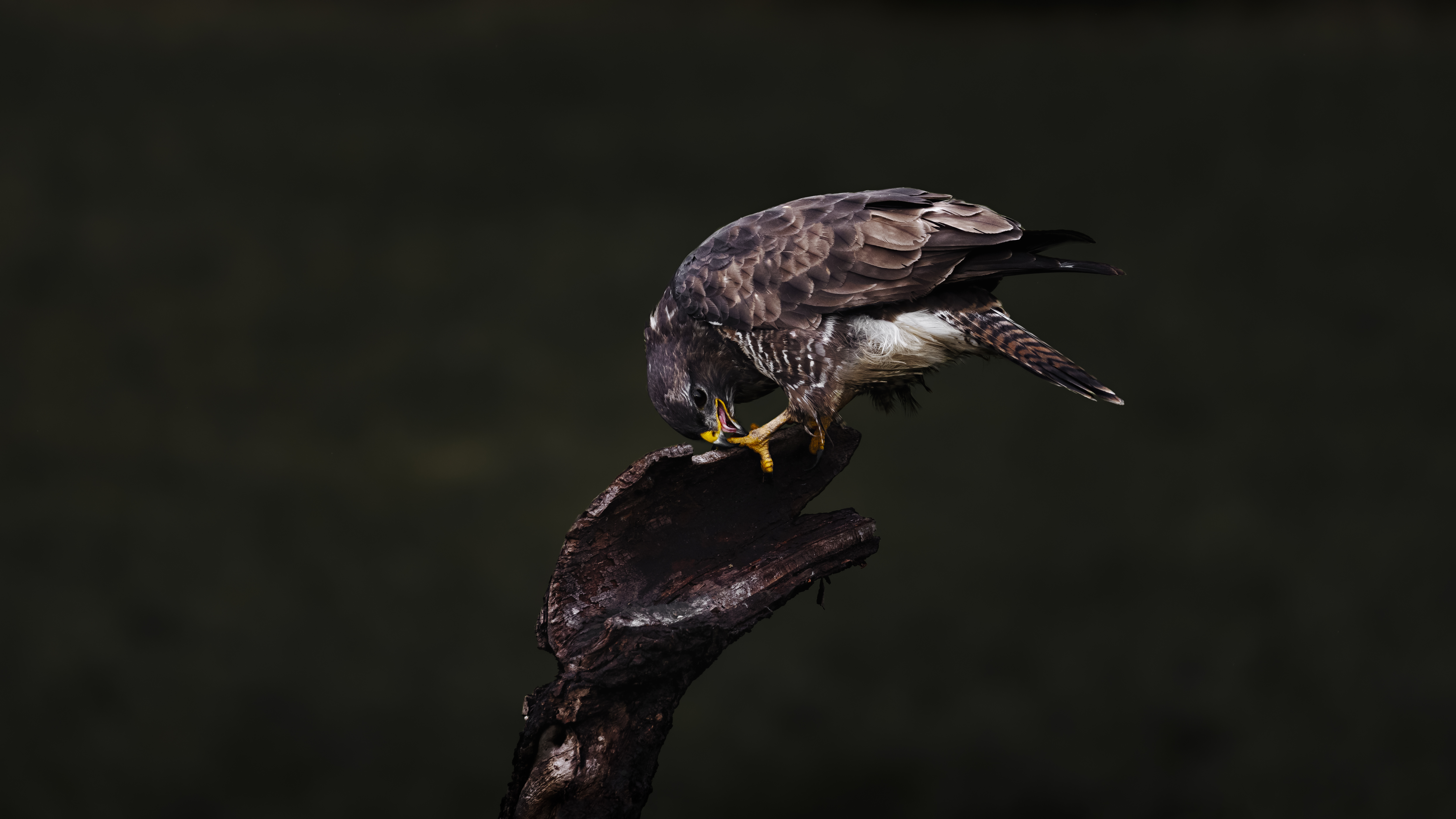 Buzzard153