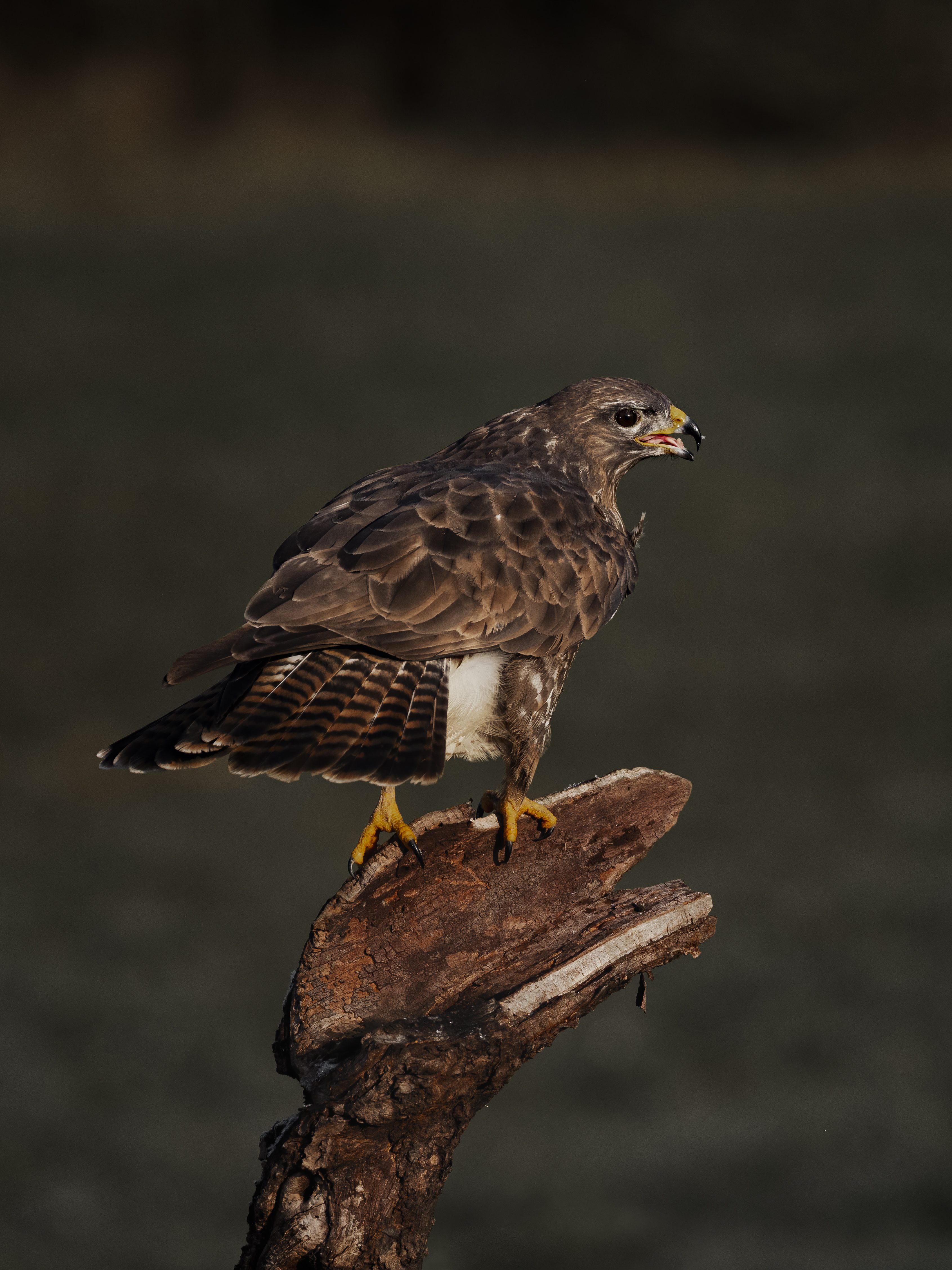 Buzzard159