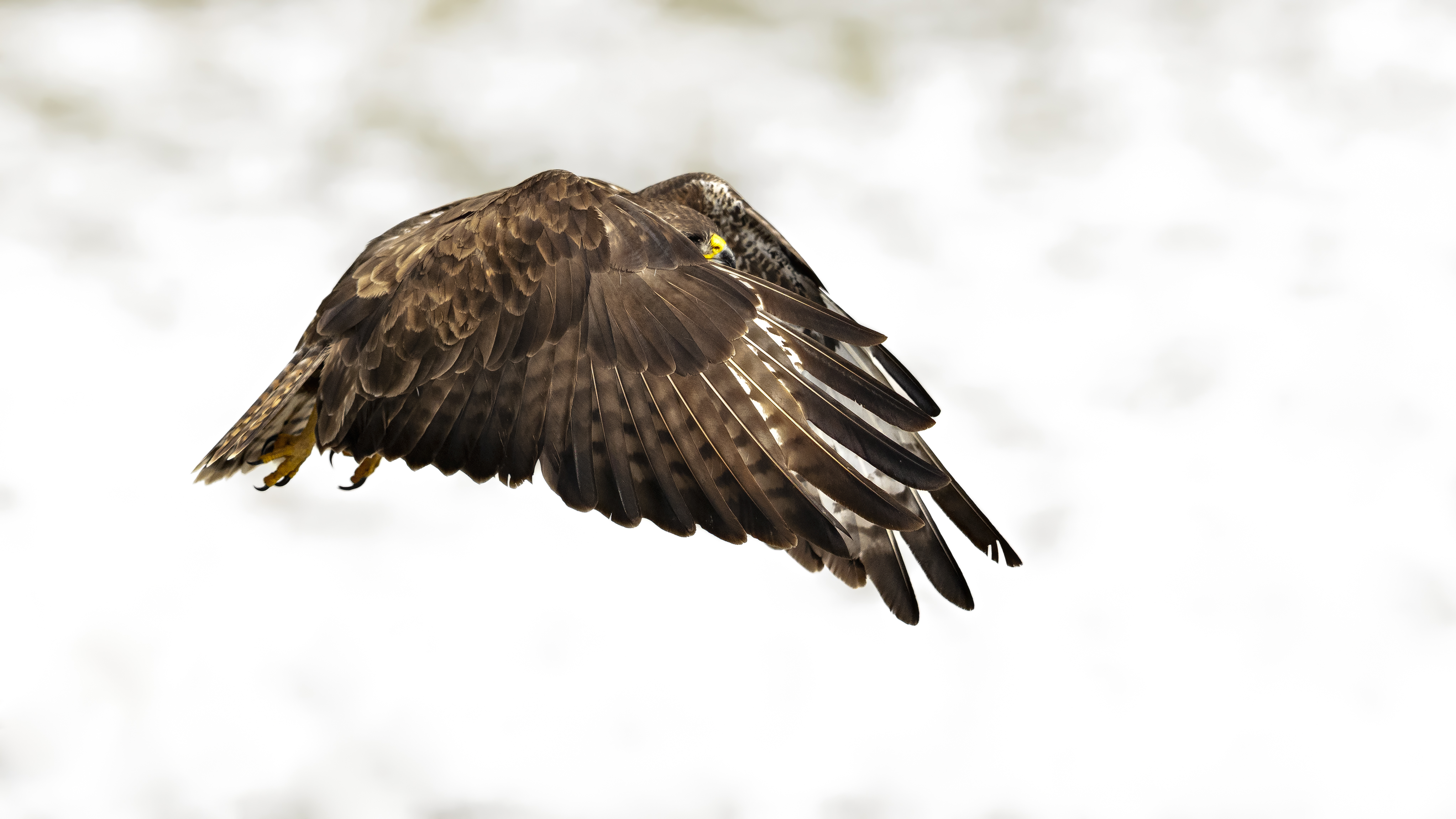 Buzzard388
