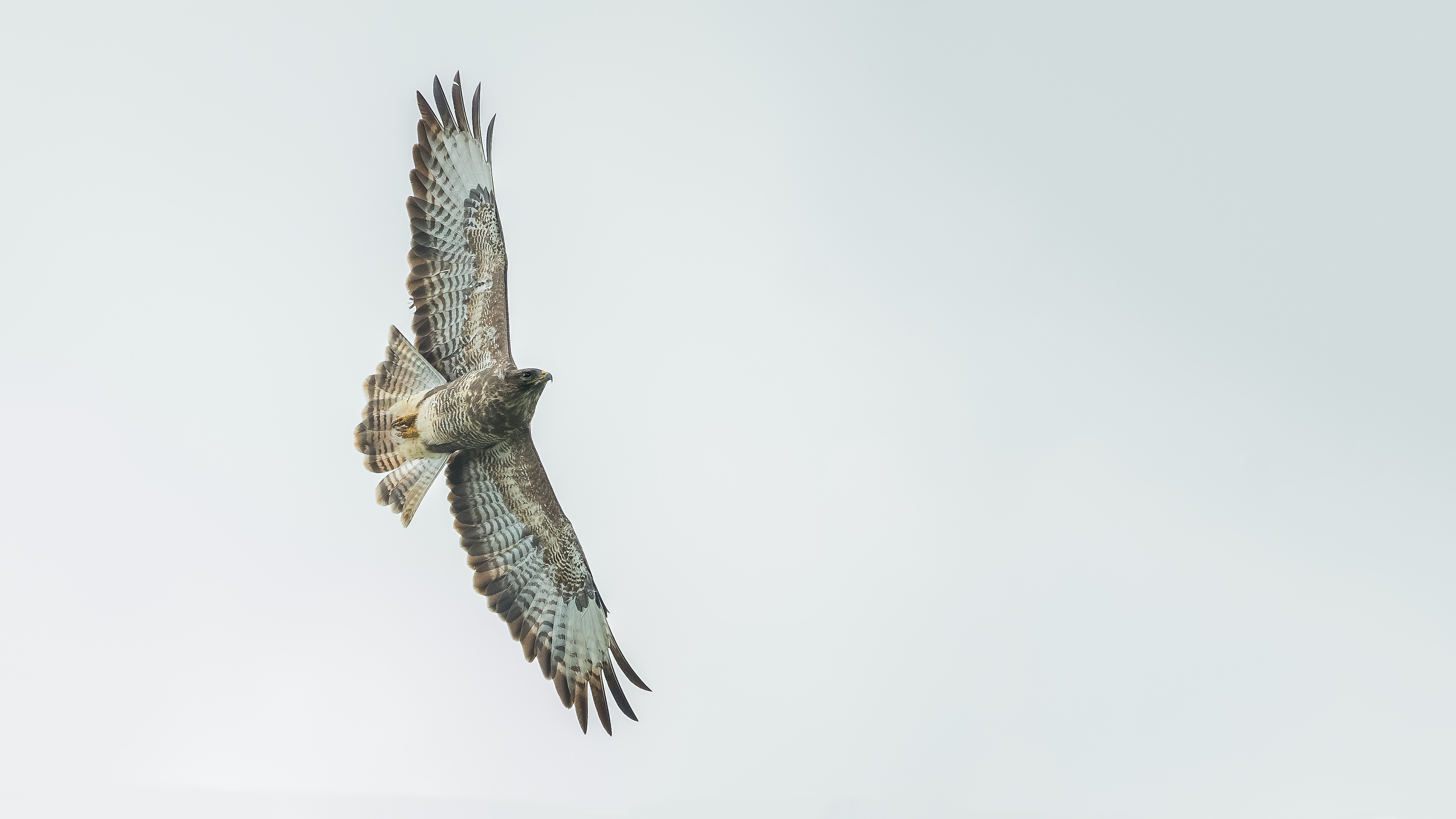 Buzzard4