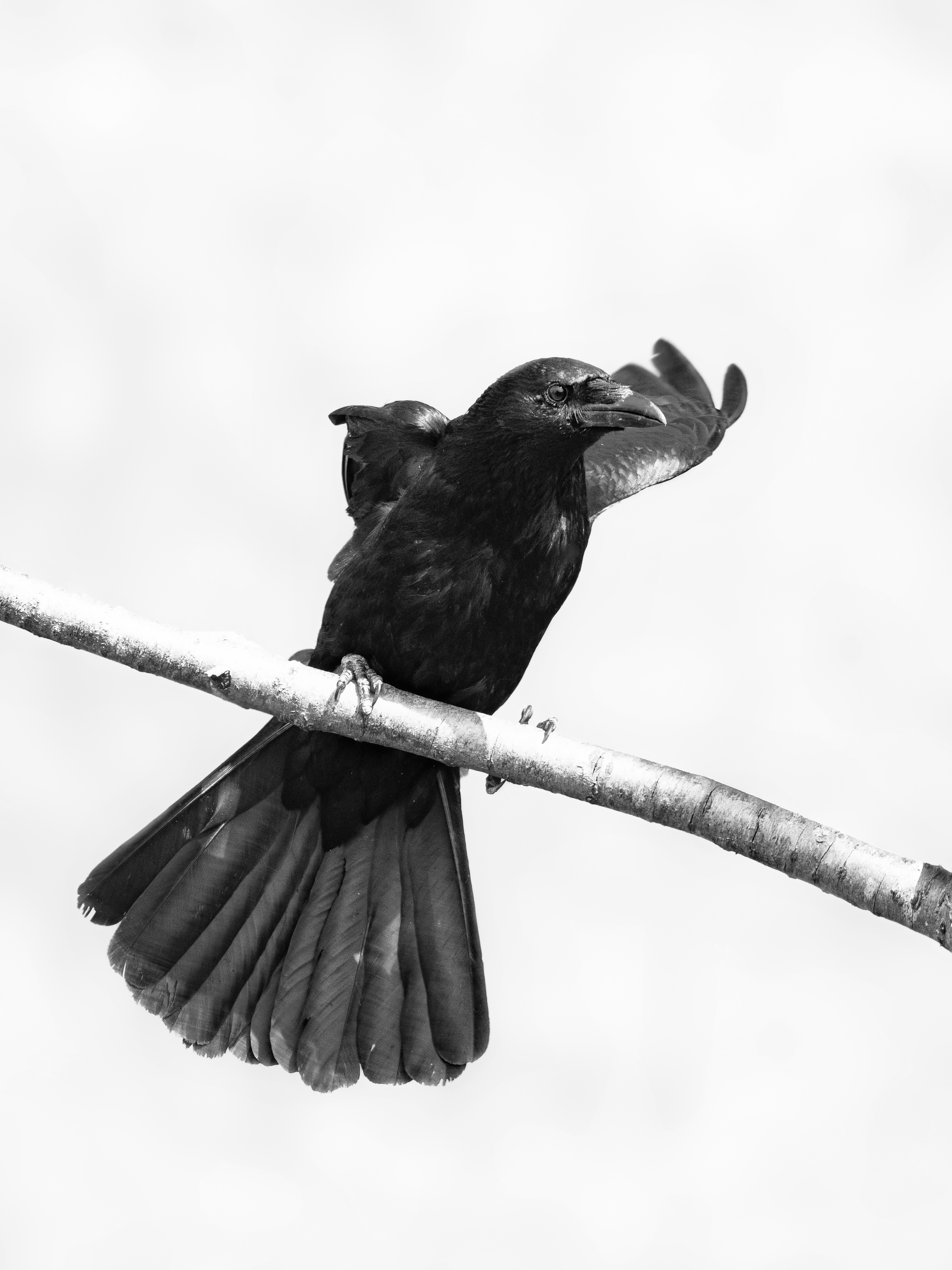 Crow4