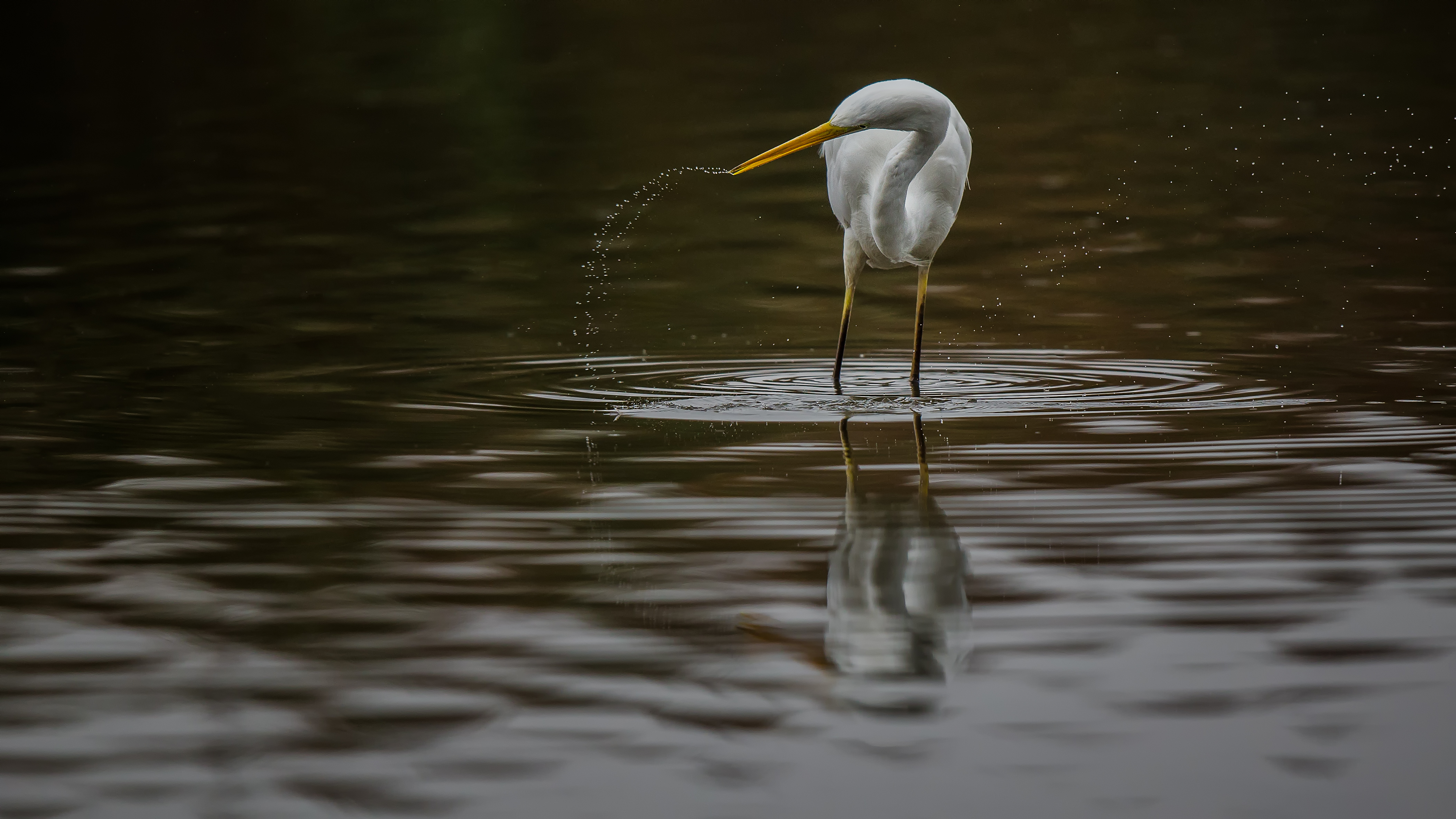 Whiteheron4