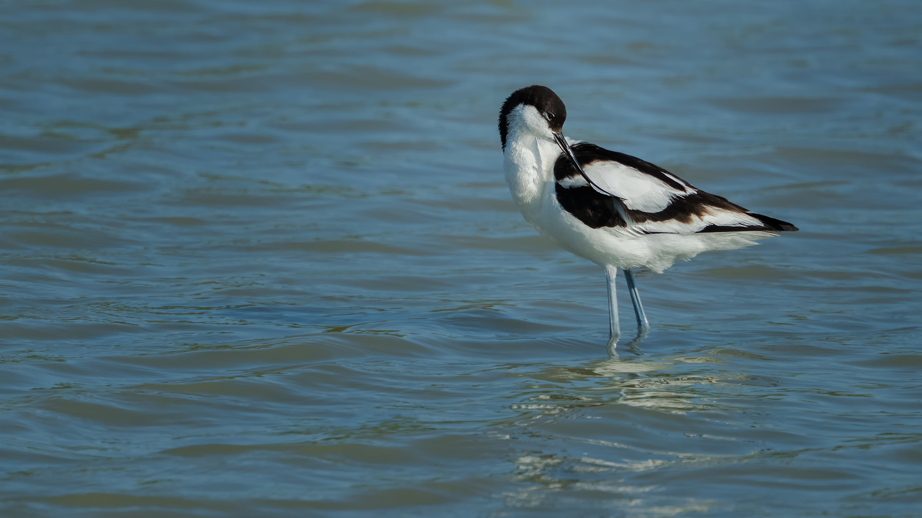 Avocet1