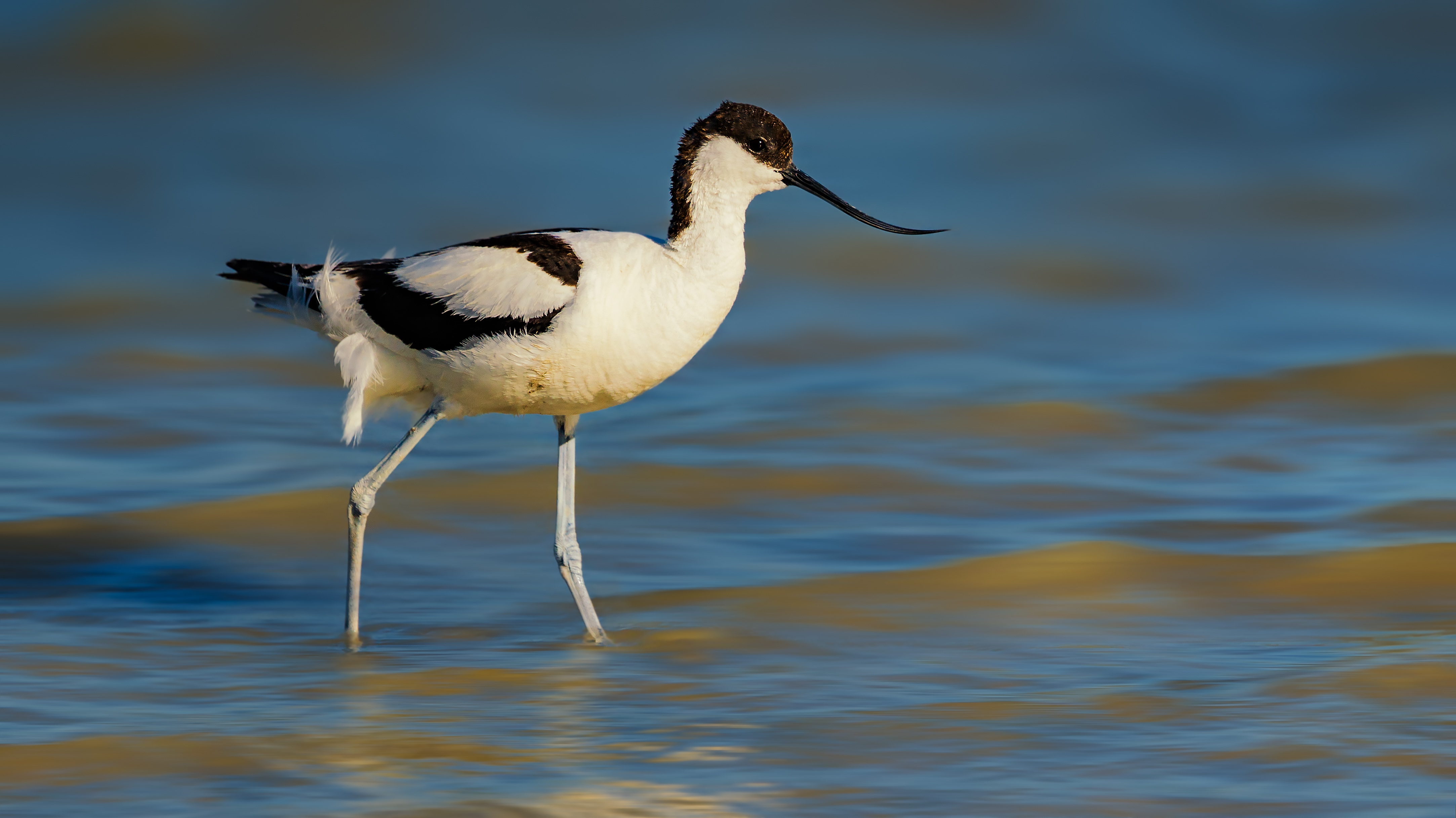 Avocet5