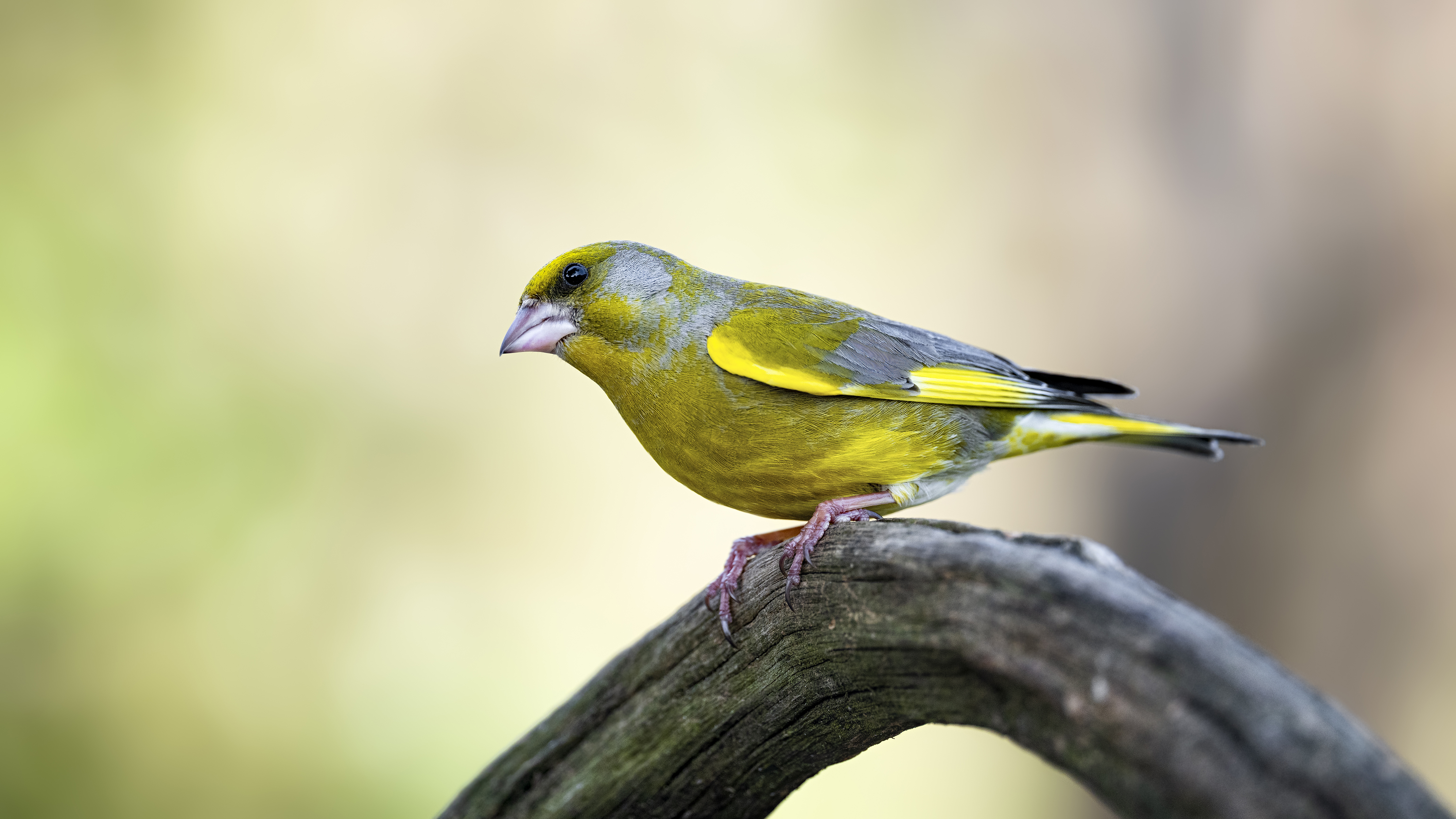 Greenfinch10small