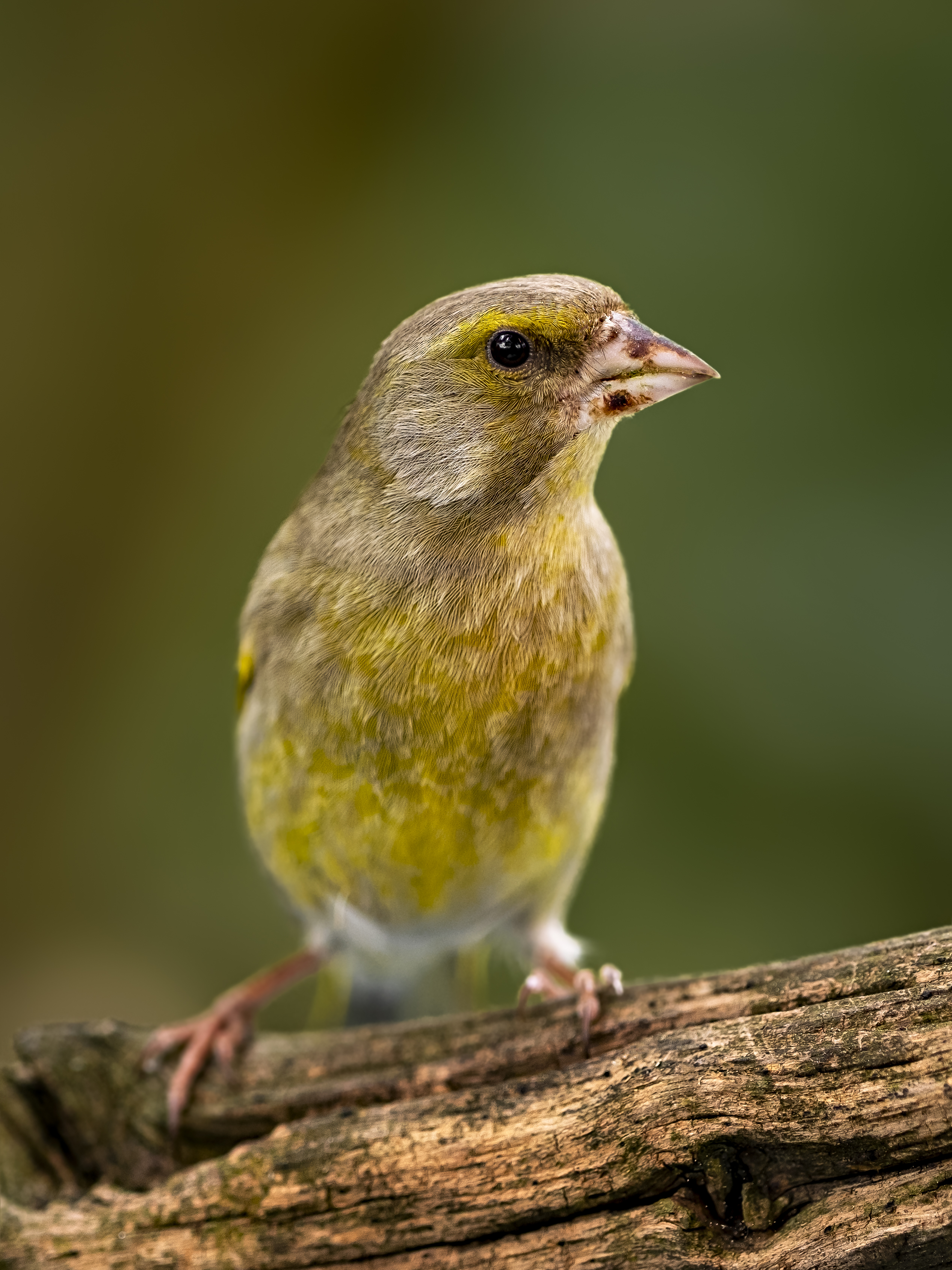Greenfinch15