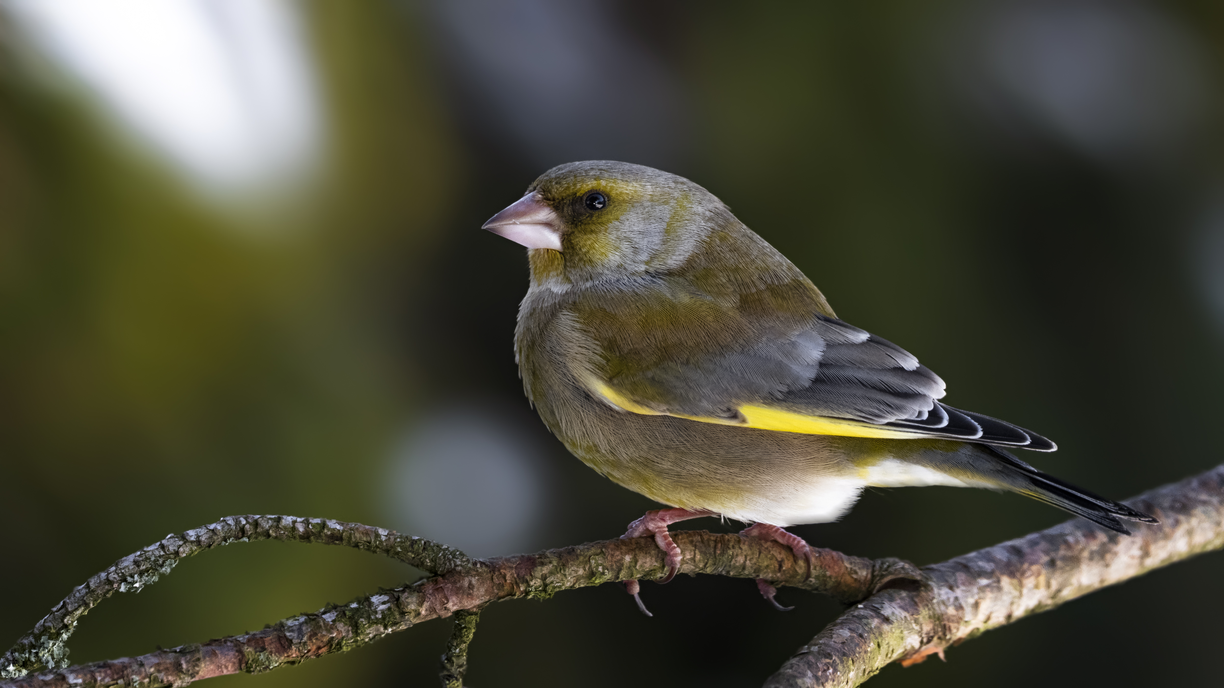 Greenfinch20