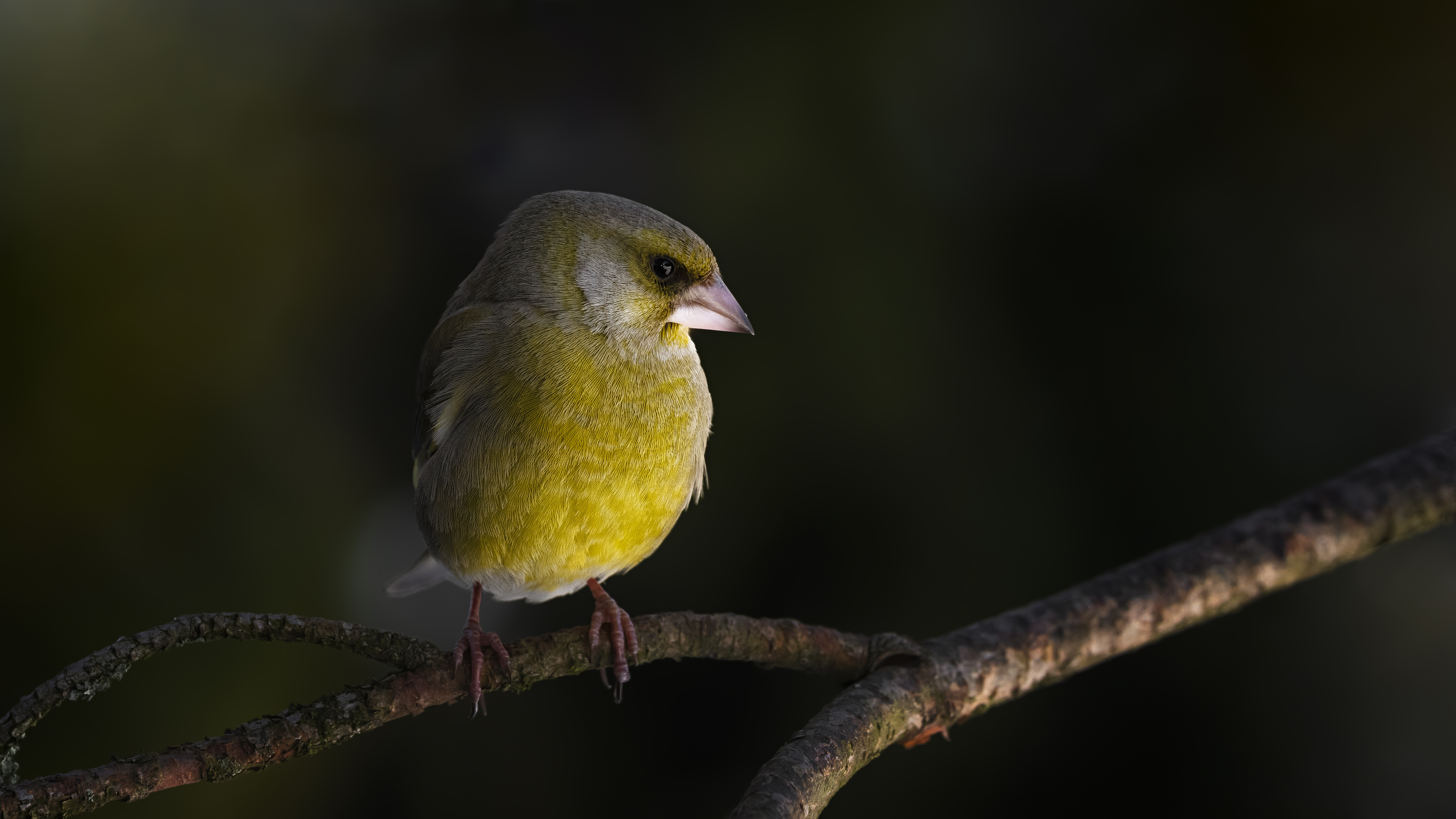 Greenfinch22