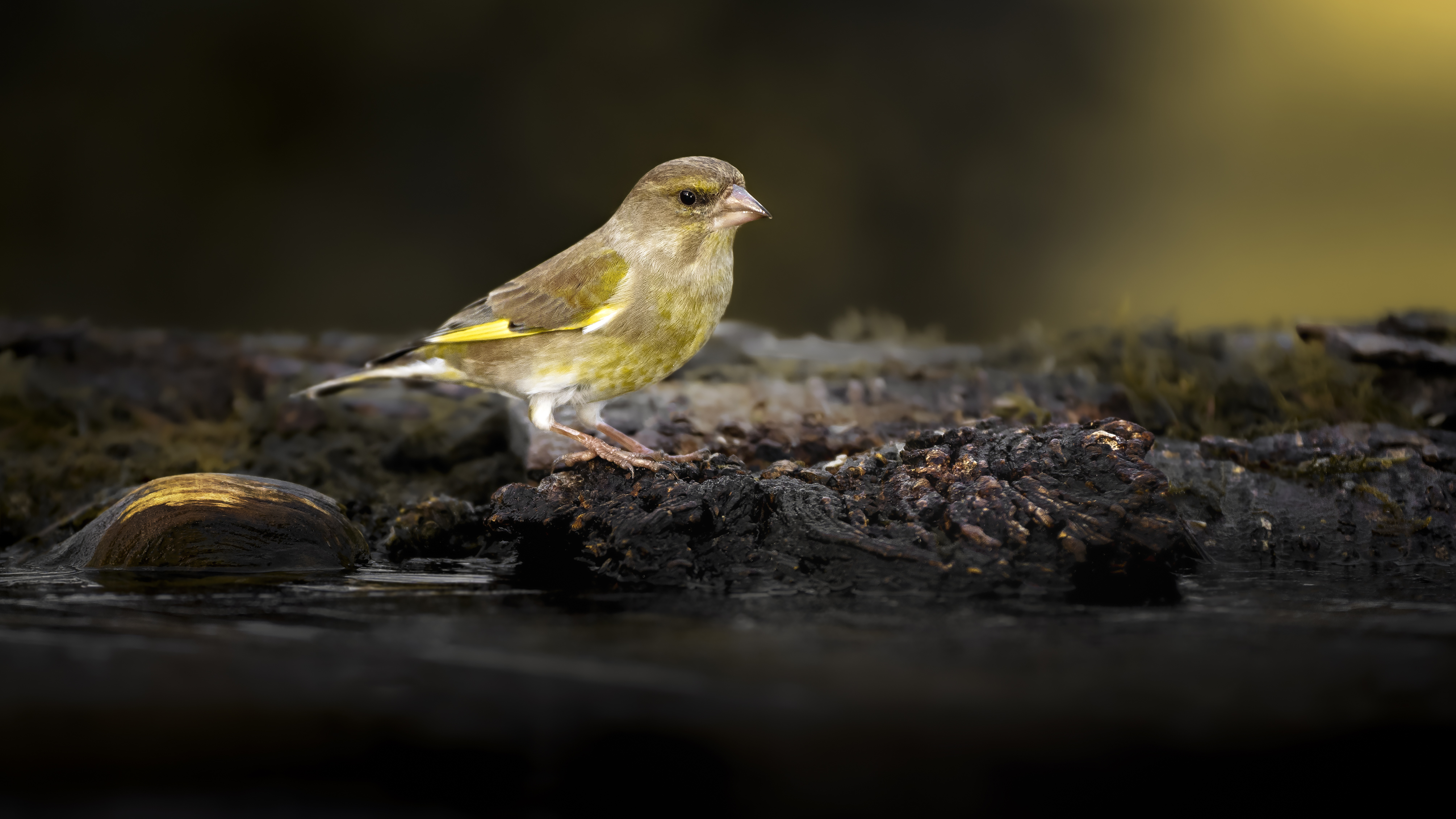 Greenfinch24