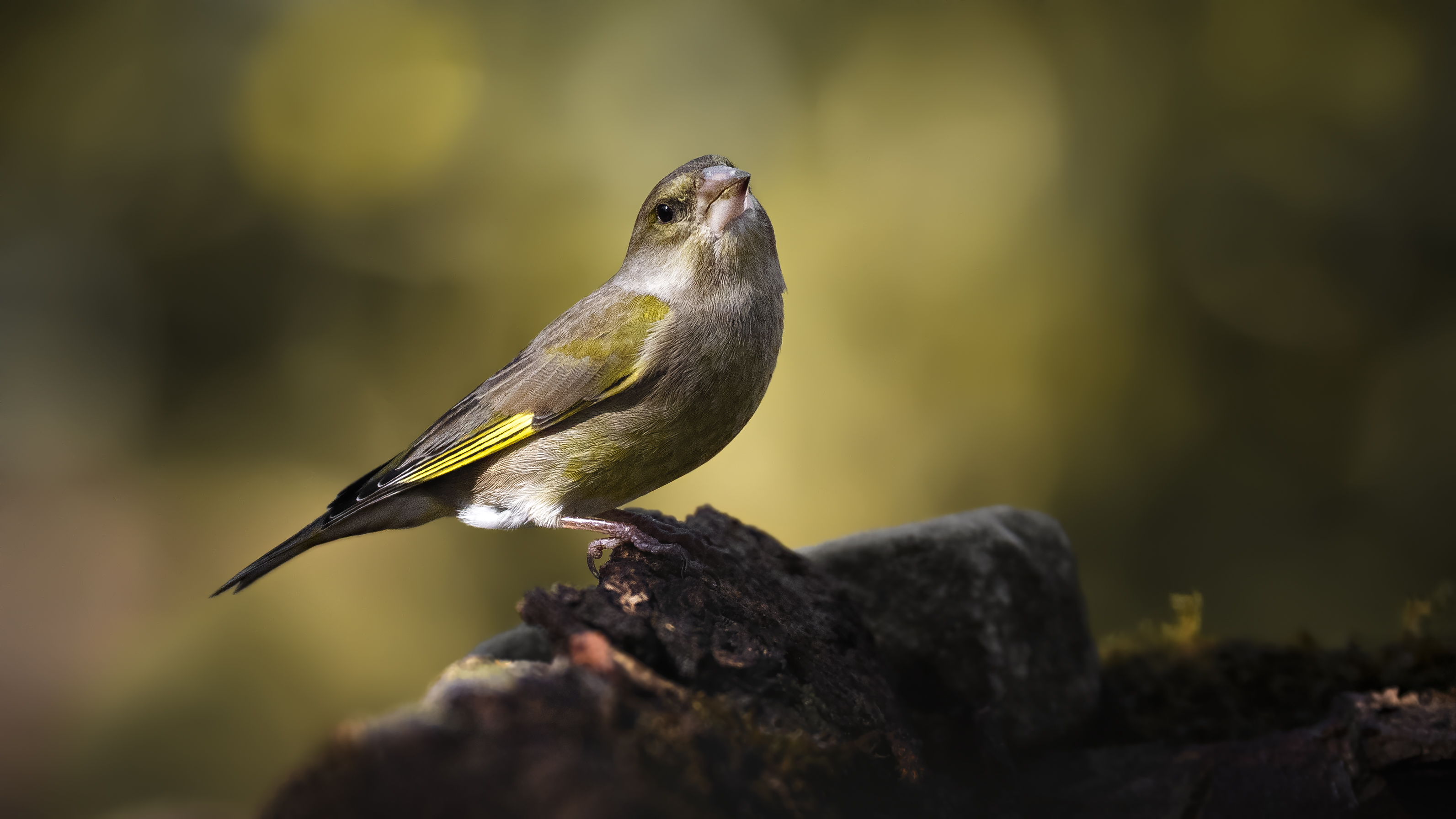 Greenfinch27