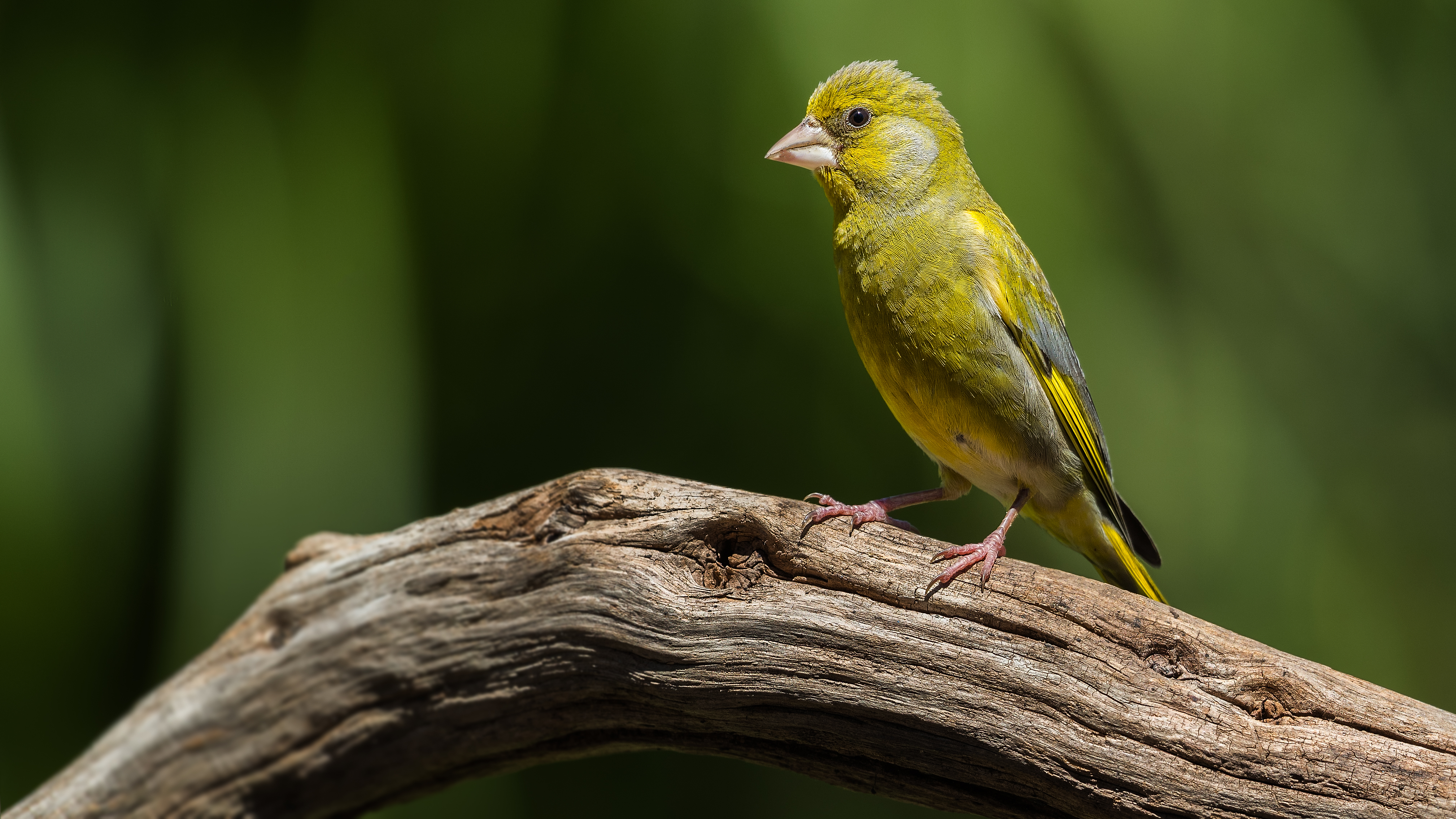 Greenfinch6