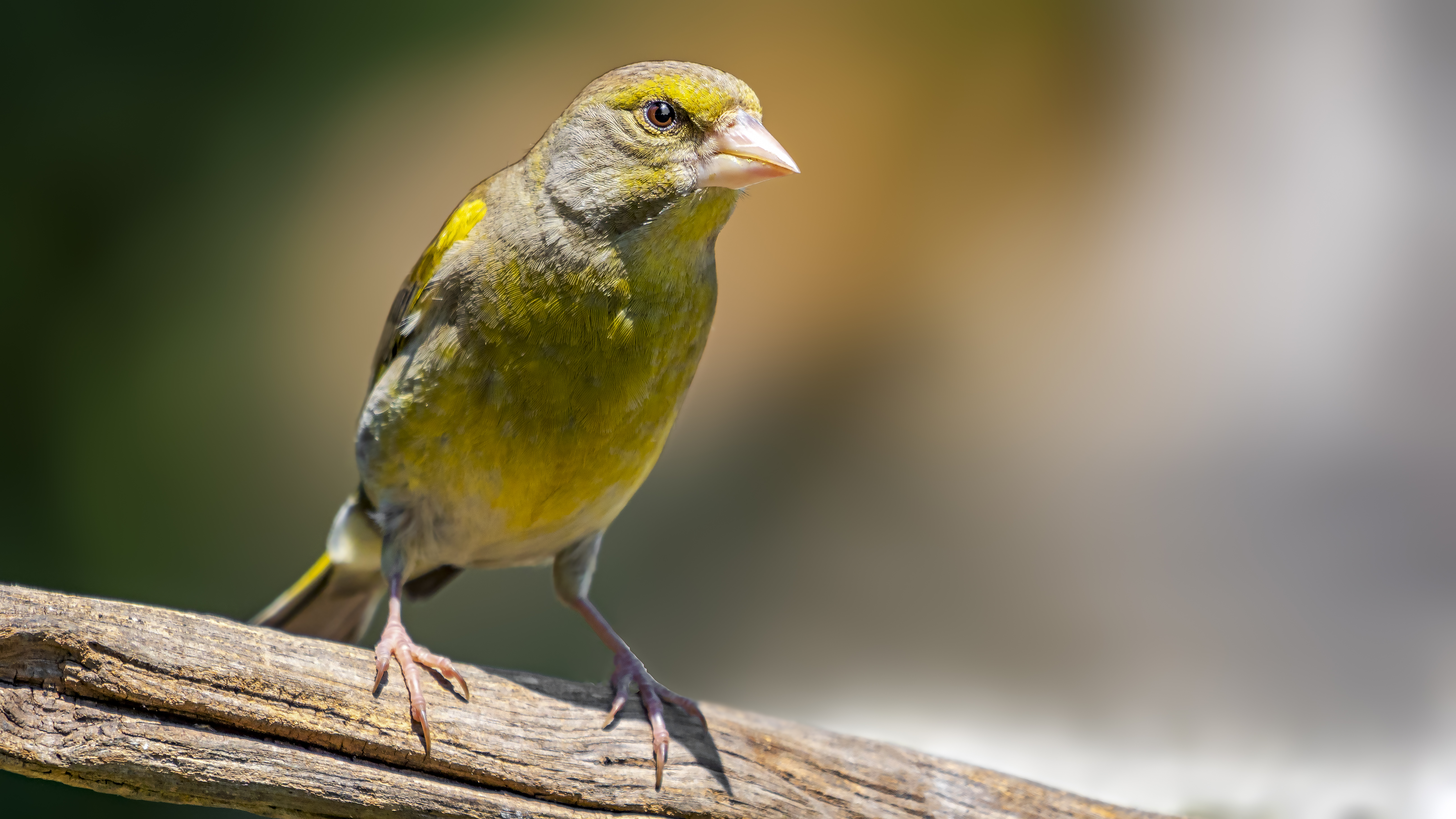 Greenfinch8