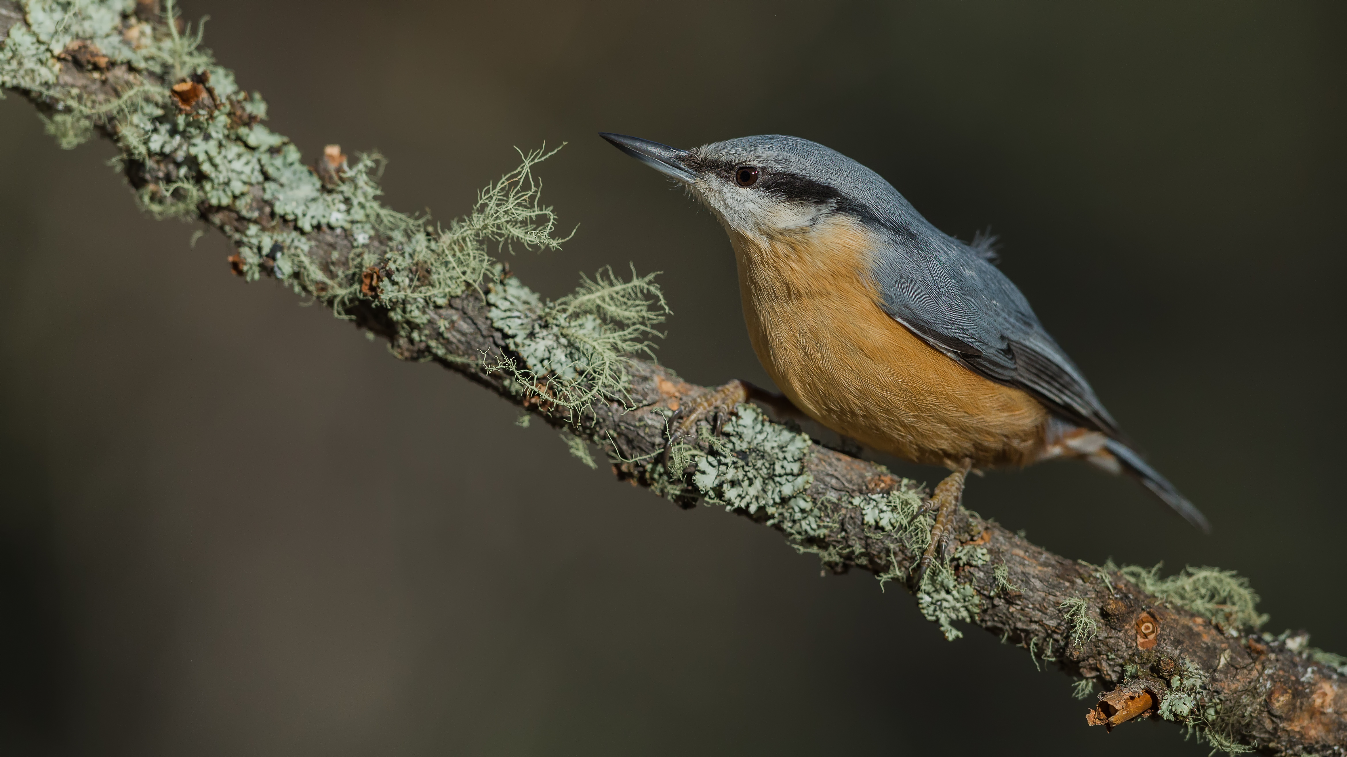 Nuthatch13