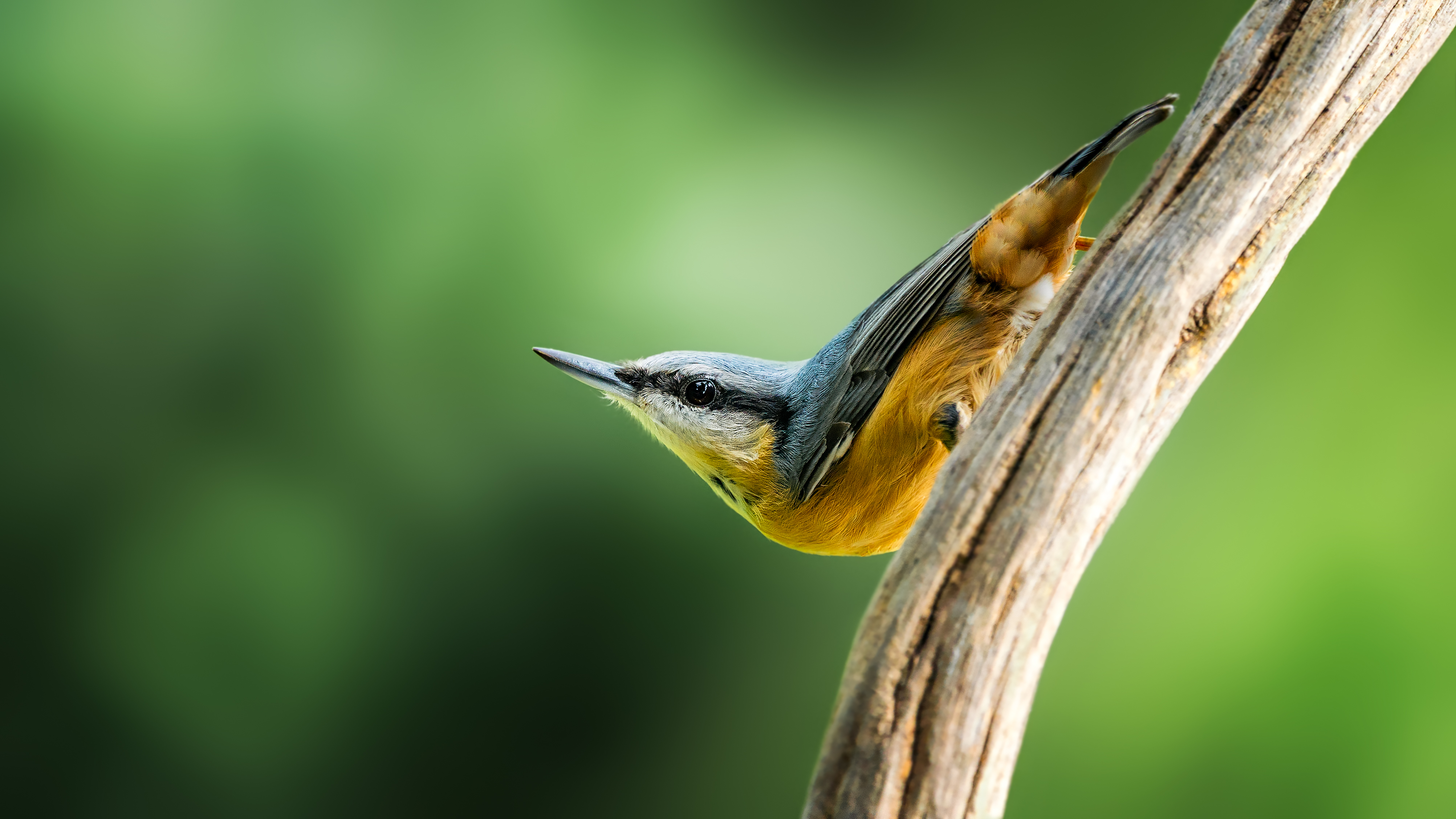 Nuthatch16