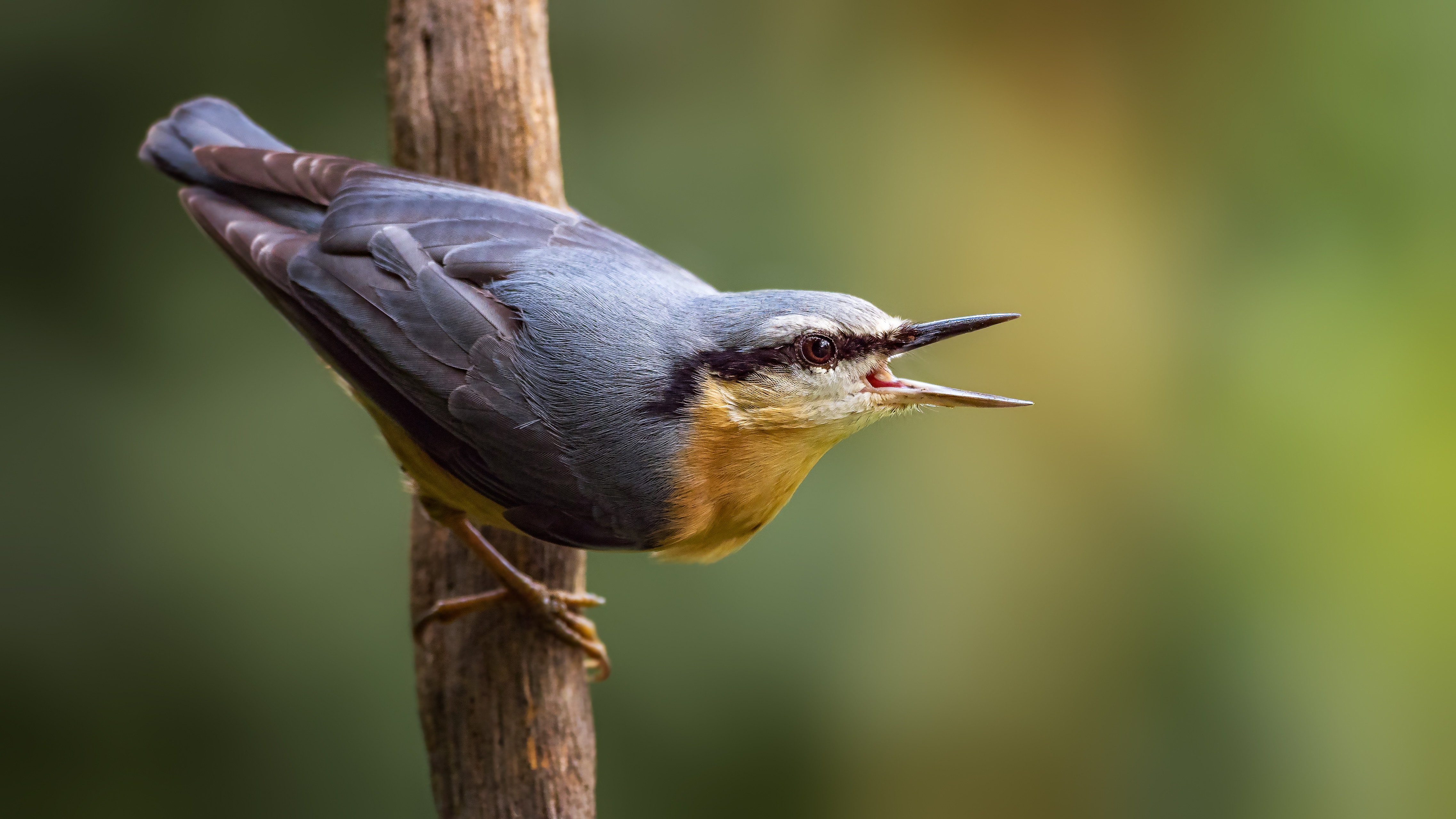 Nuthatch18