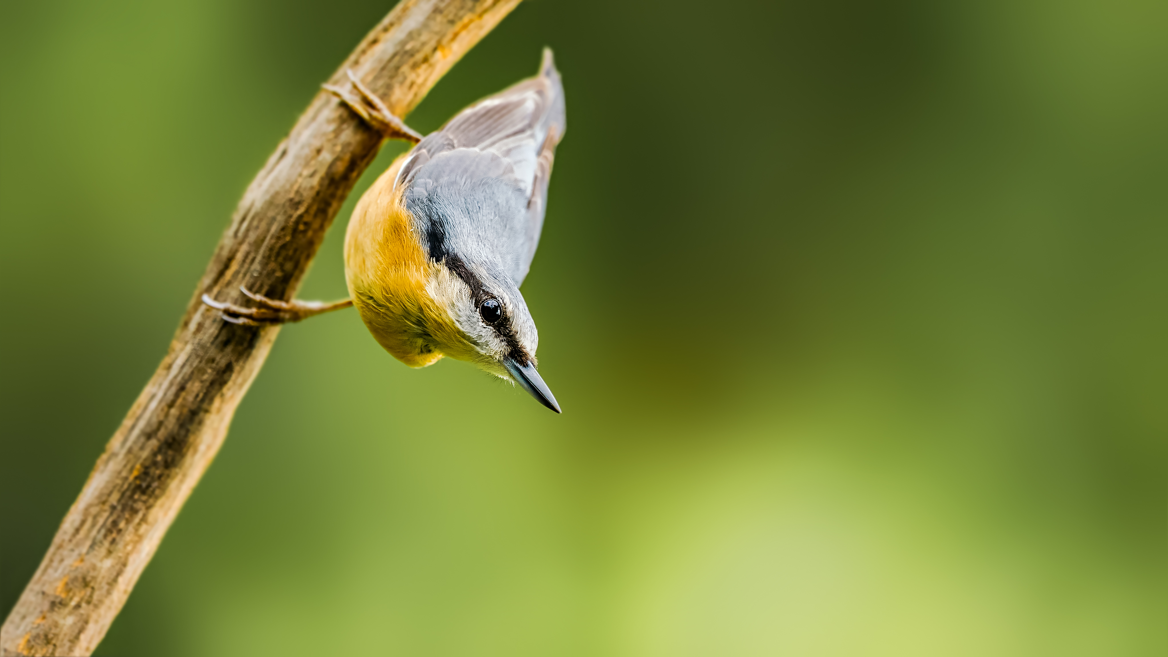 Nuthatch19
