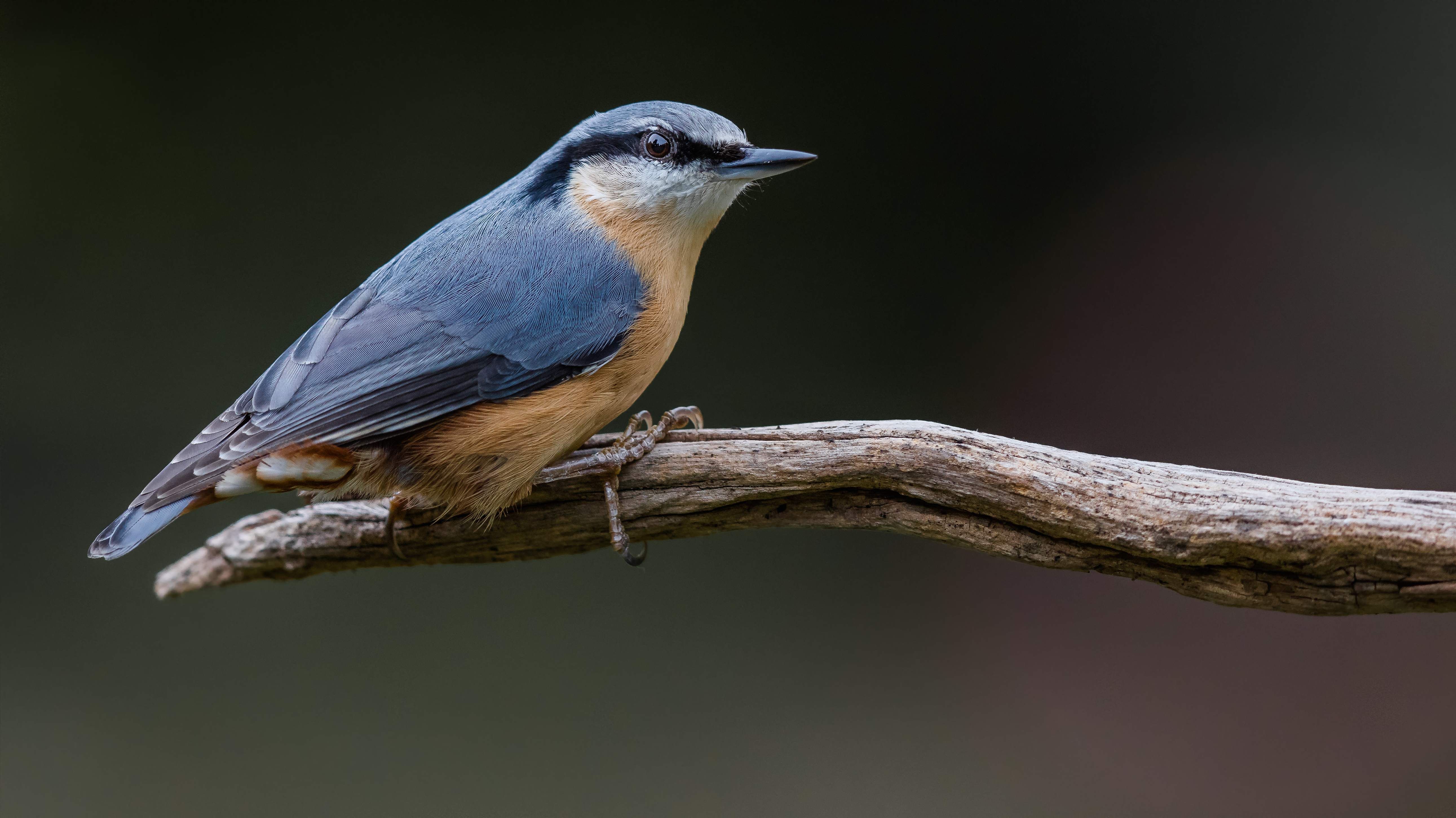 Nuthatch2