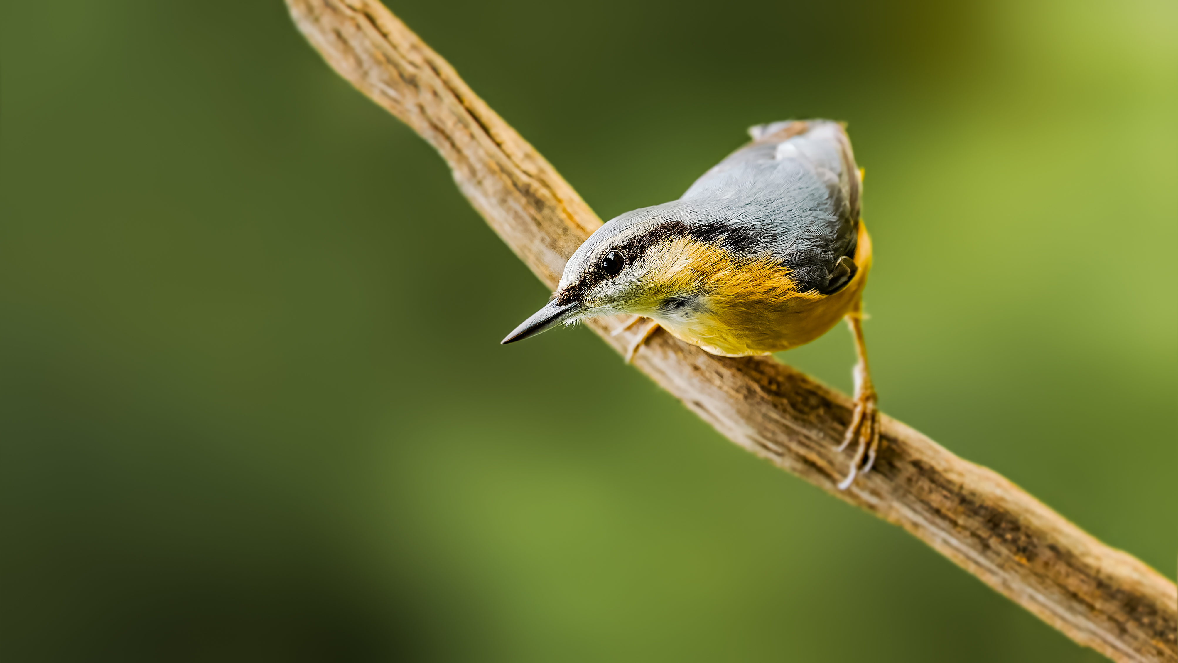 Nuthatch20
