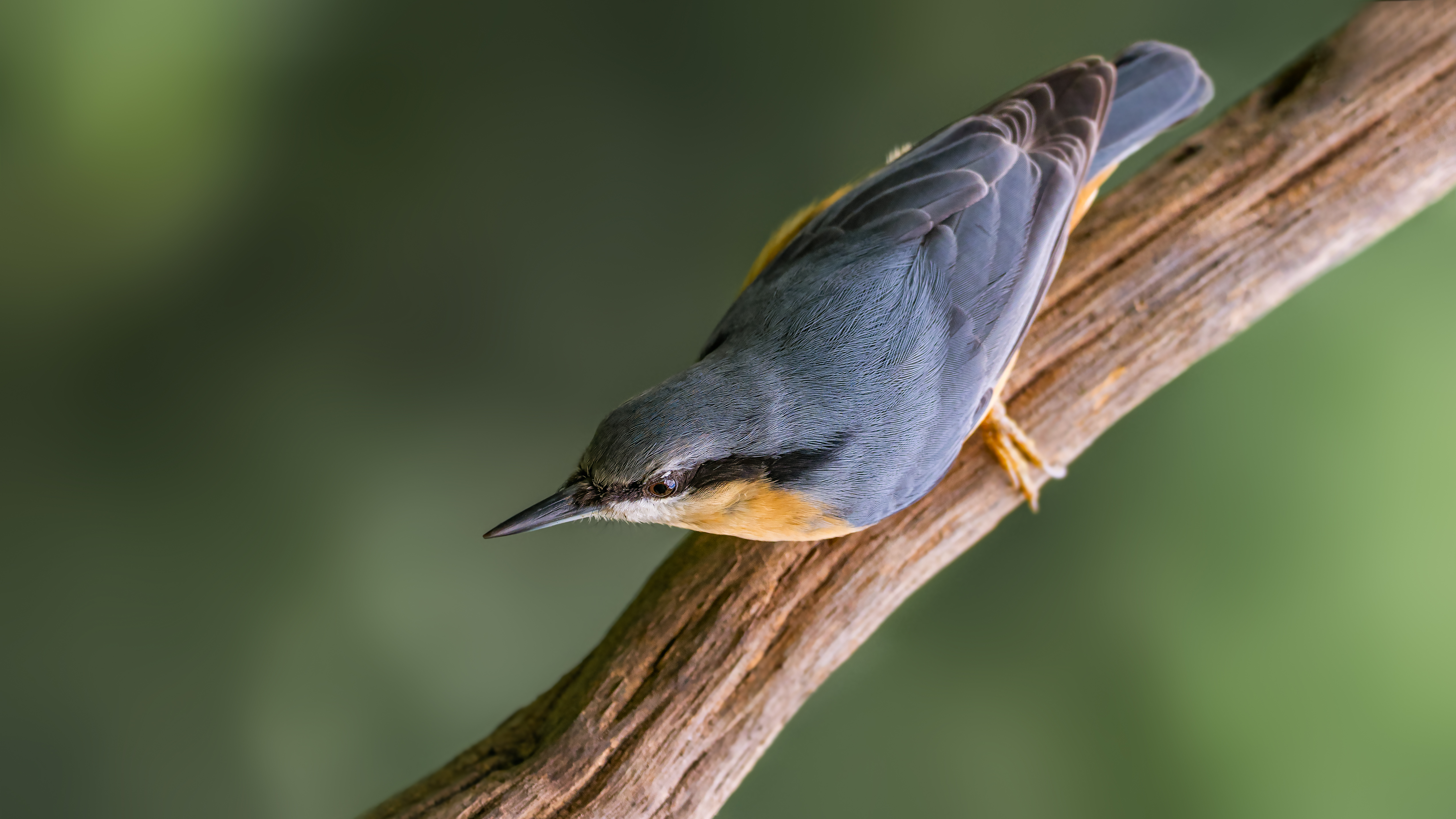 Nuthatch21
