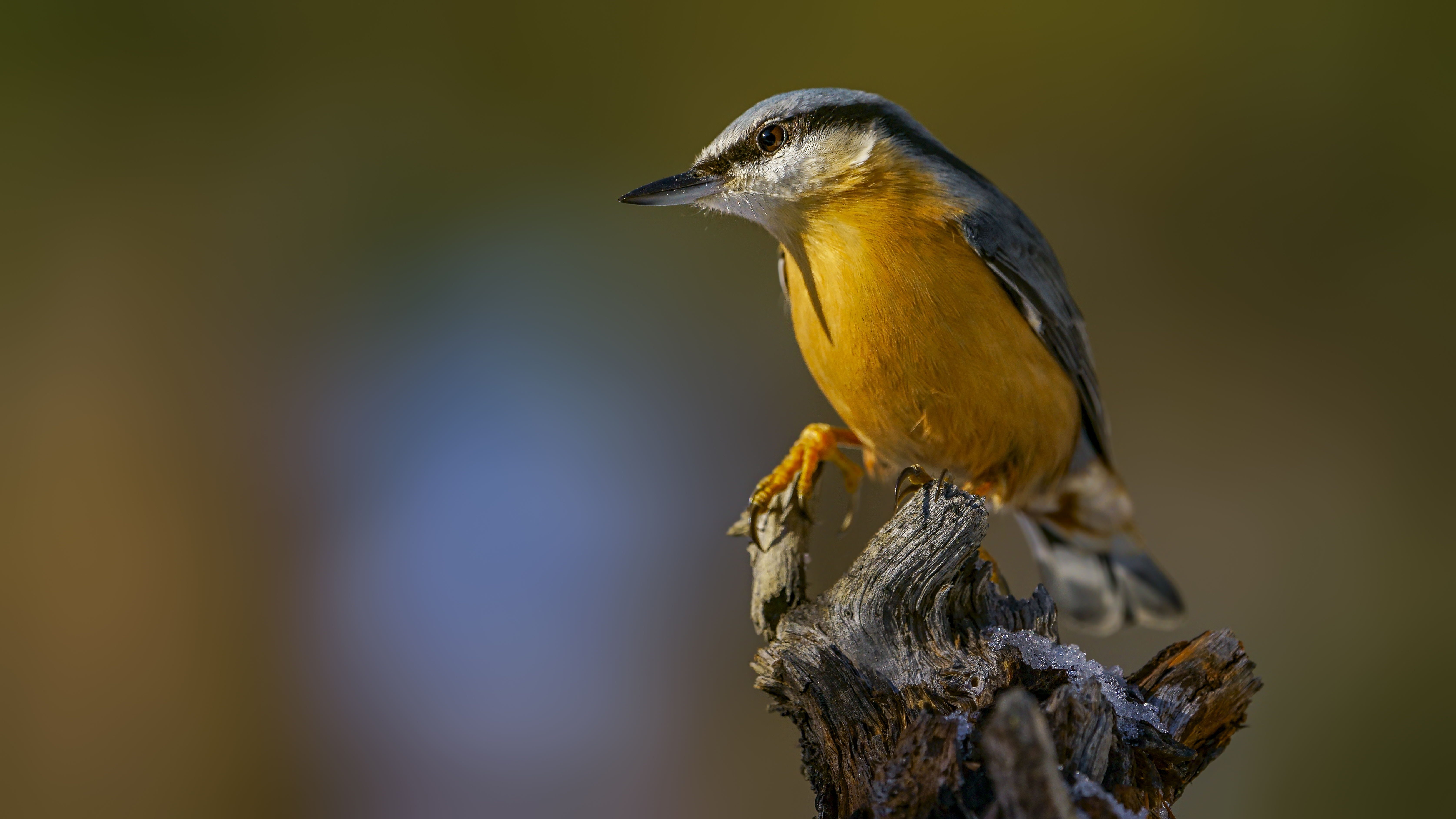 Nuthatch26