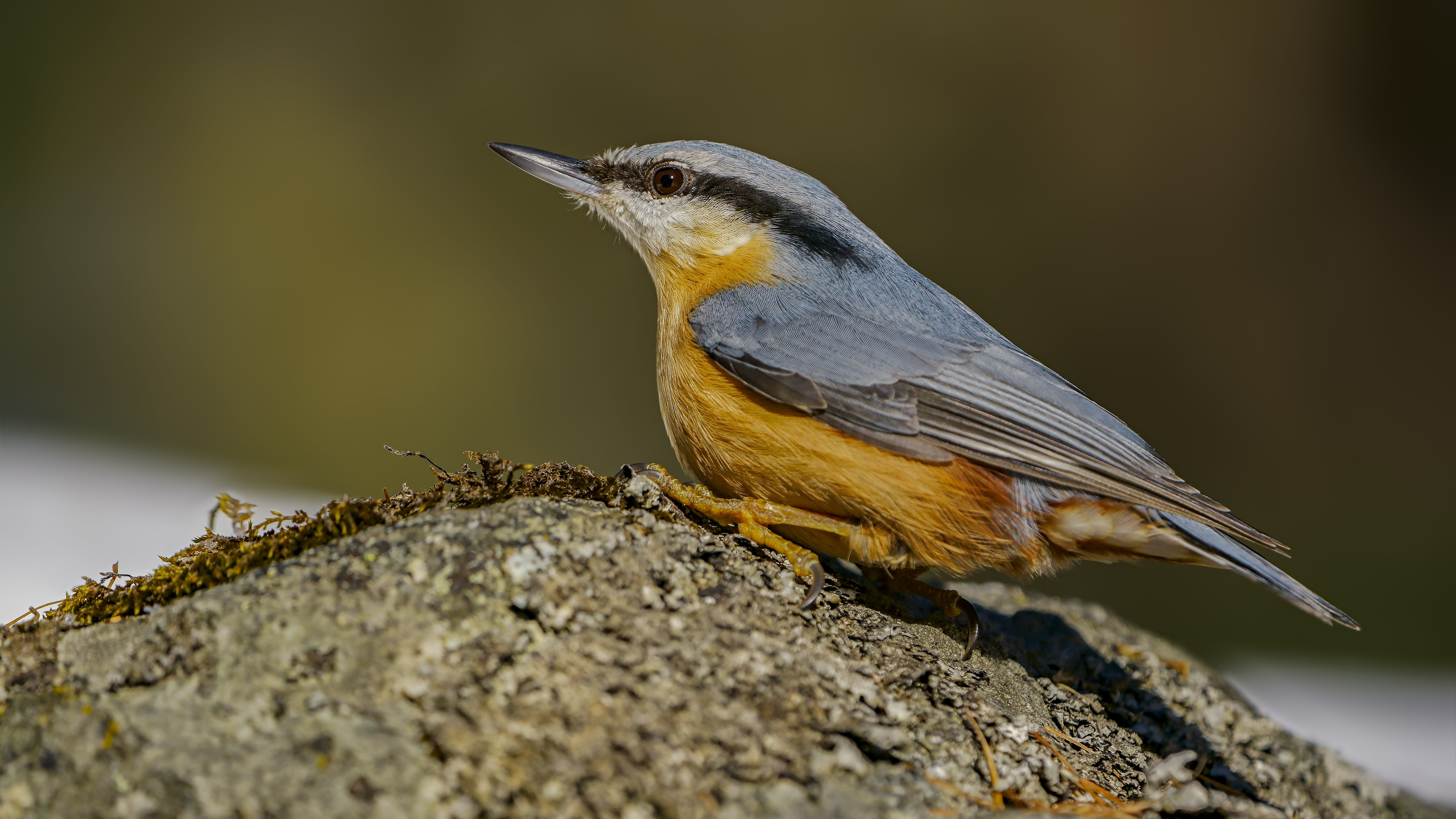 Nuthatch27