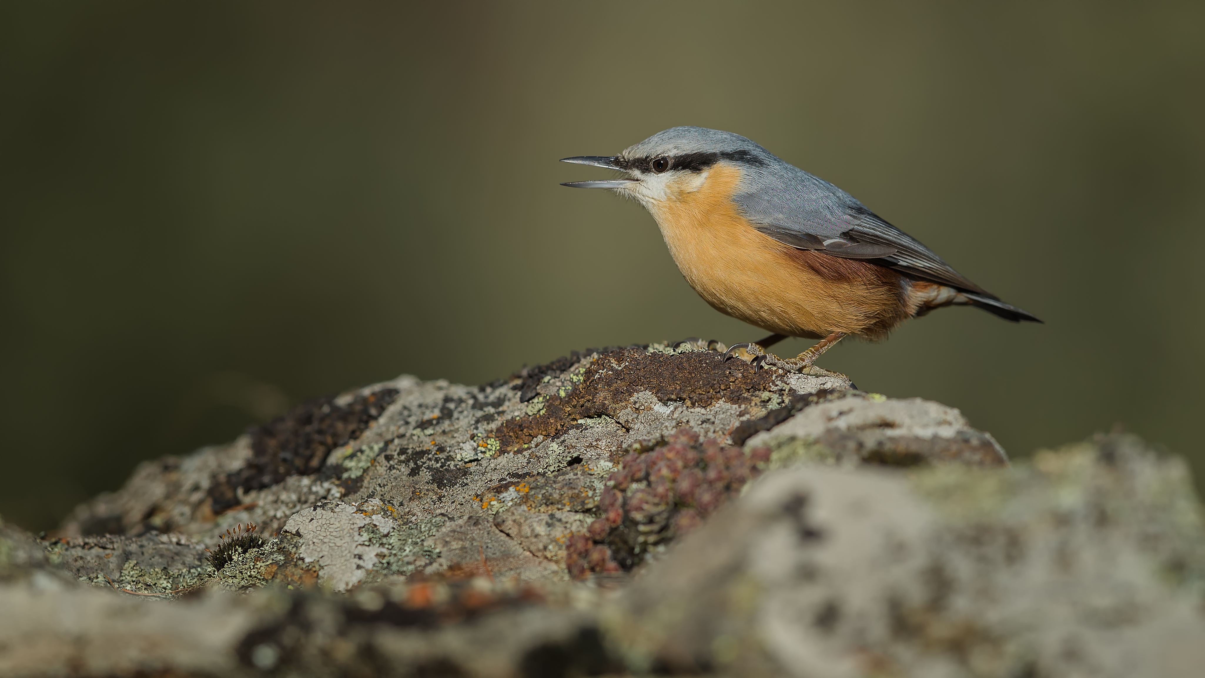 Nuthatch3