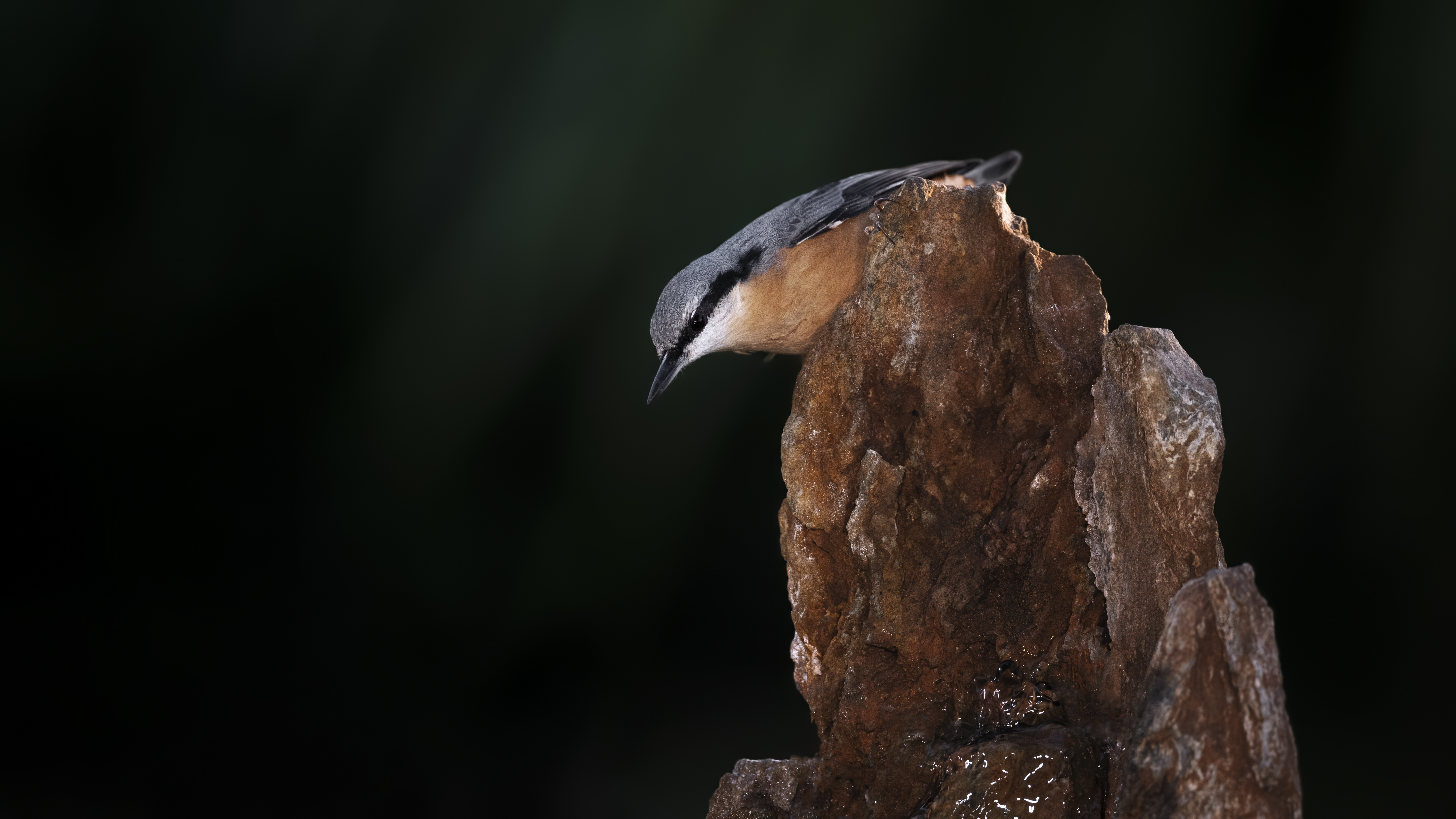 Nuthatch32