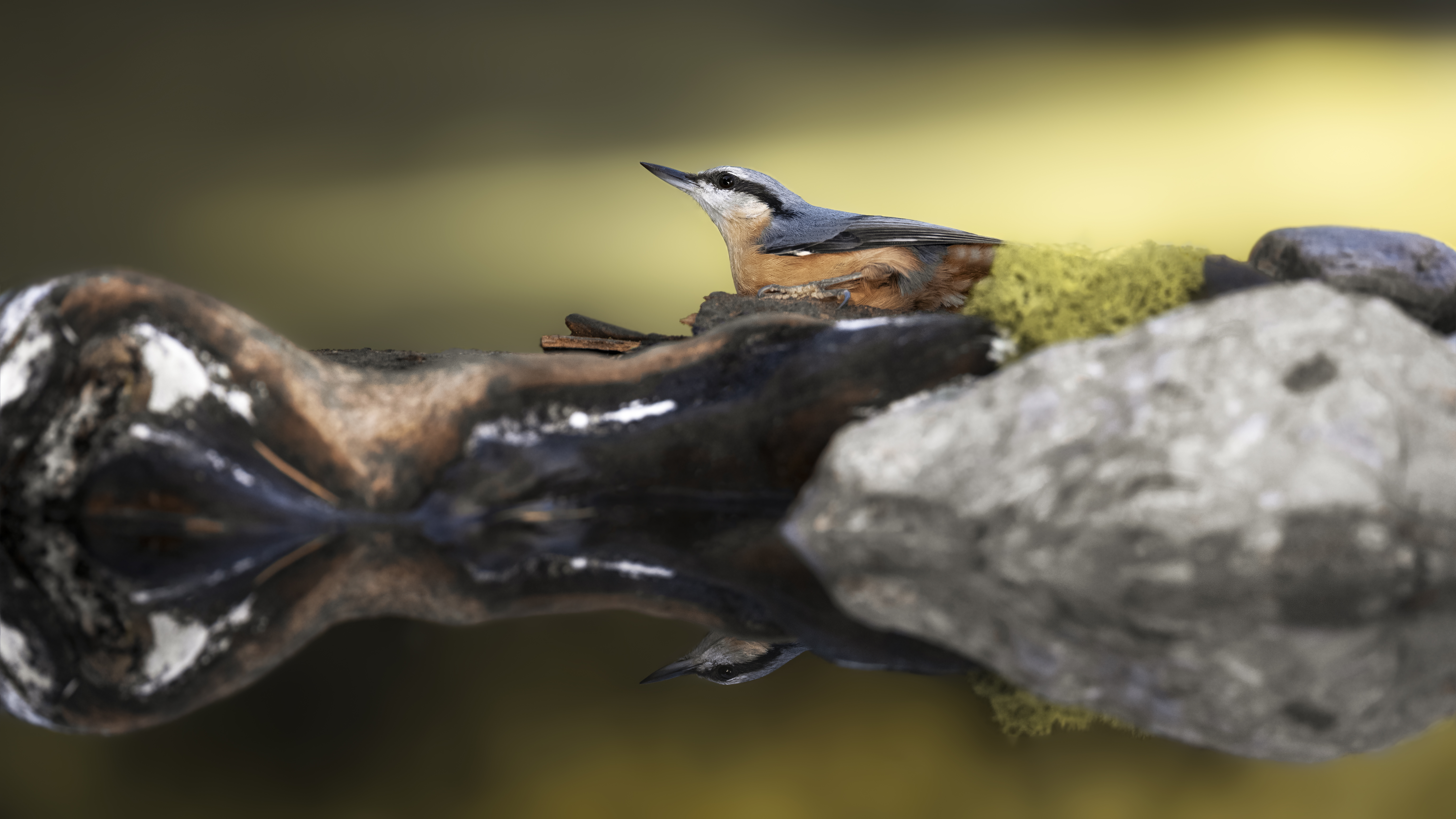 Nuthatch33