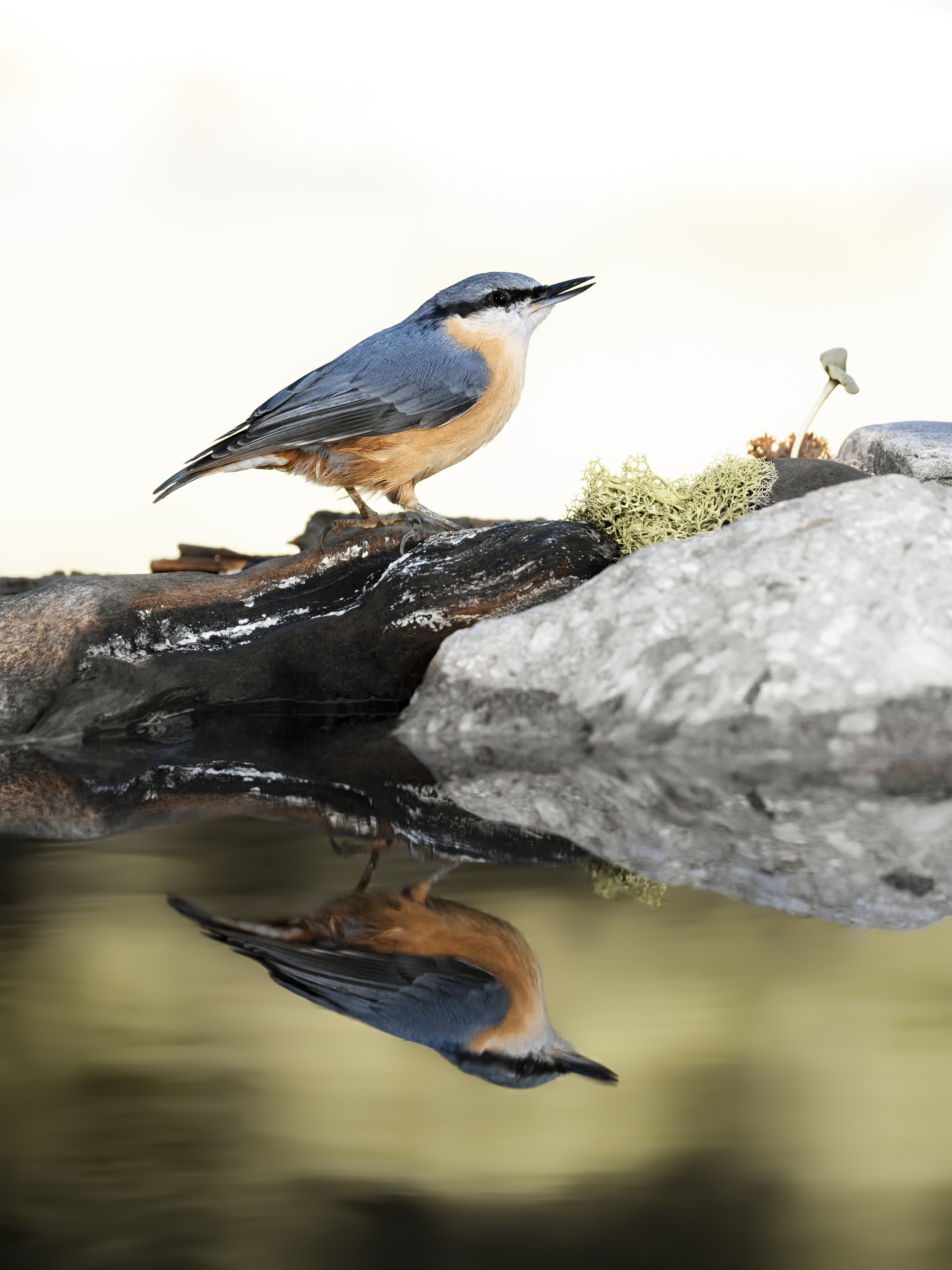 Nuthatch34