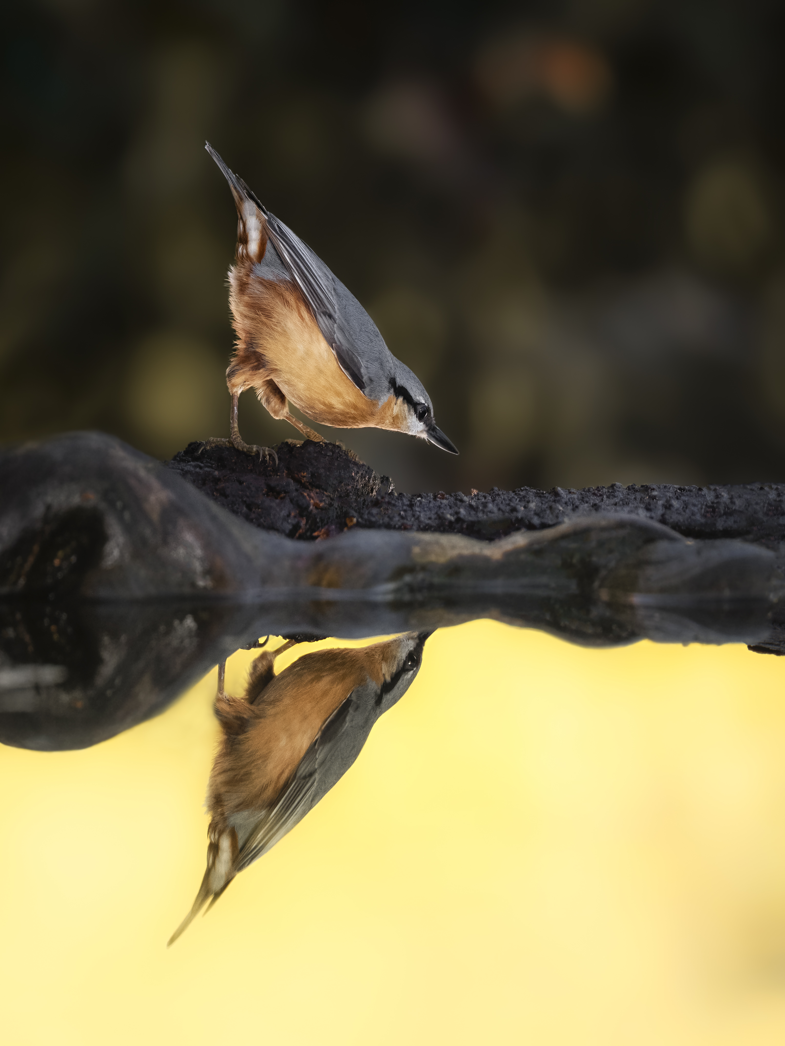 Nuthatch37