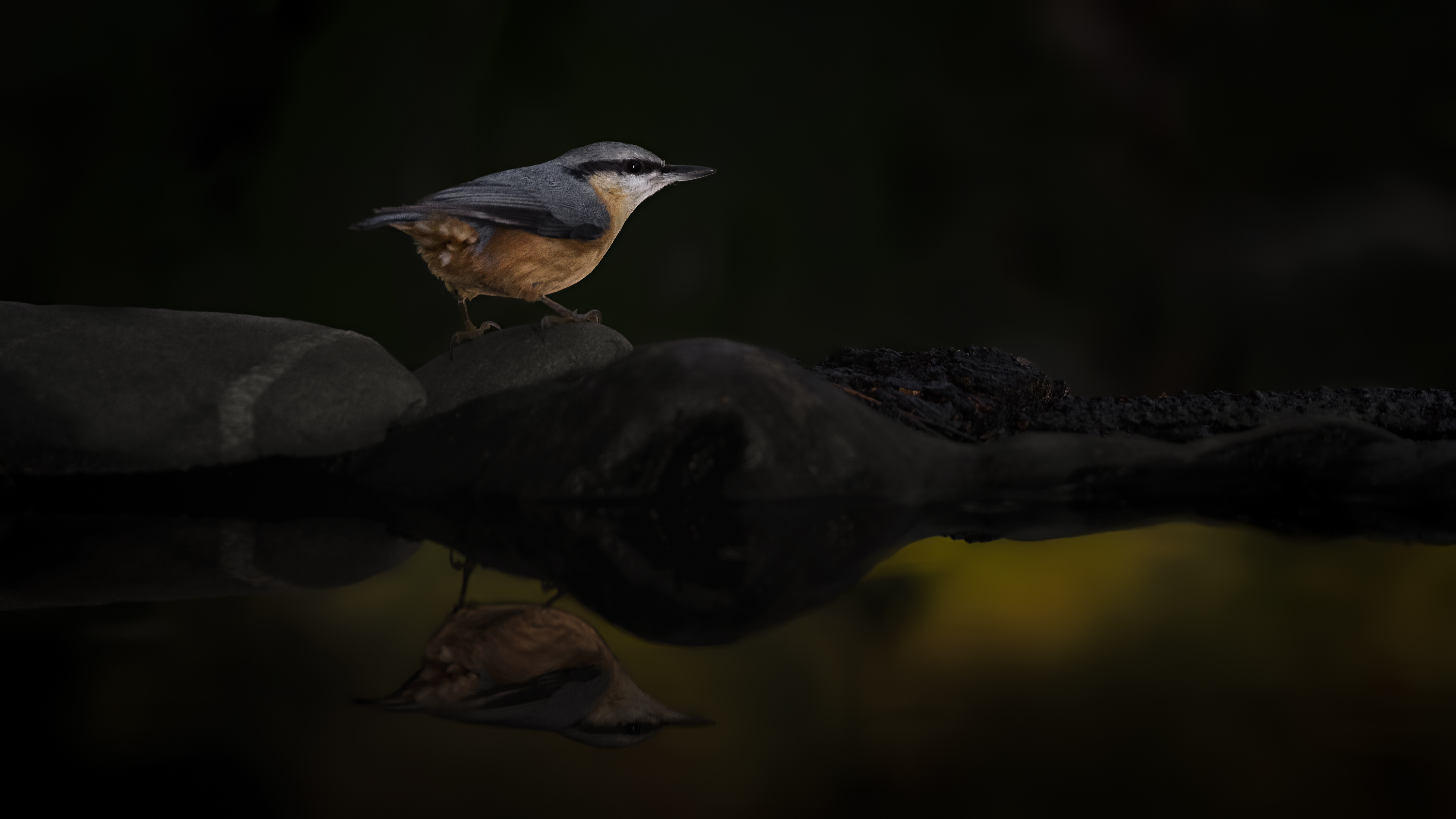 Nuthatch38