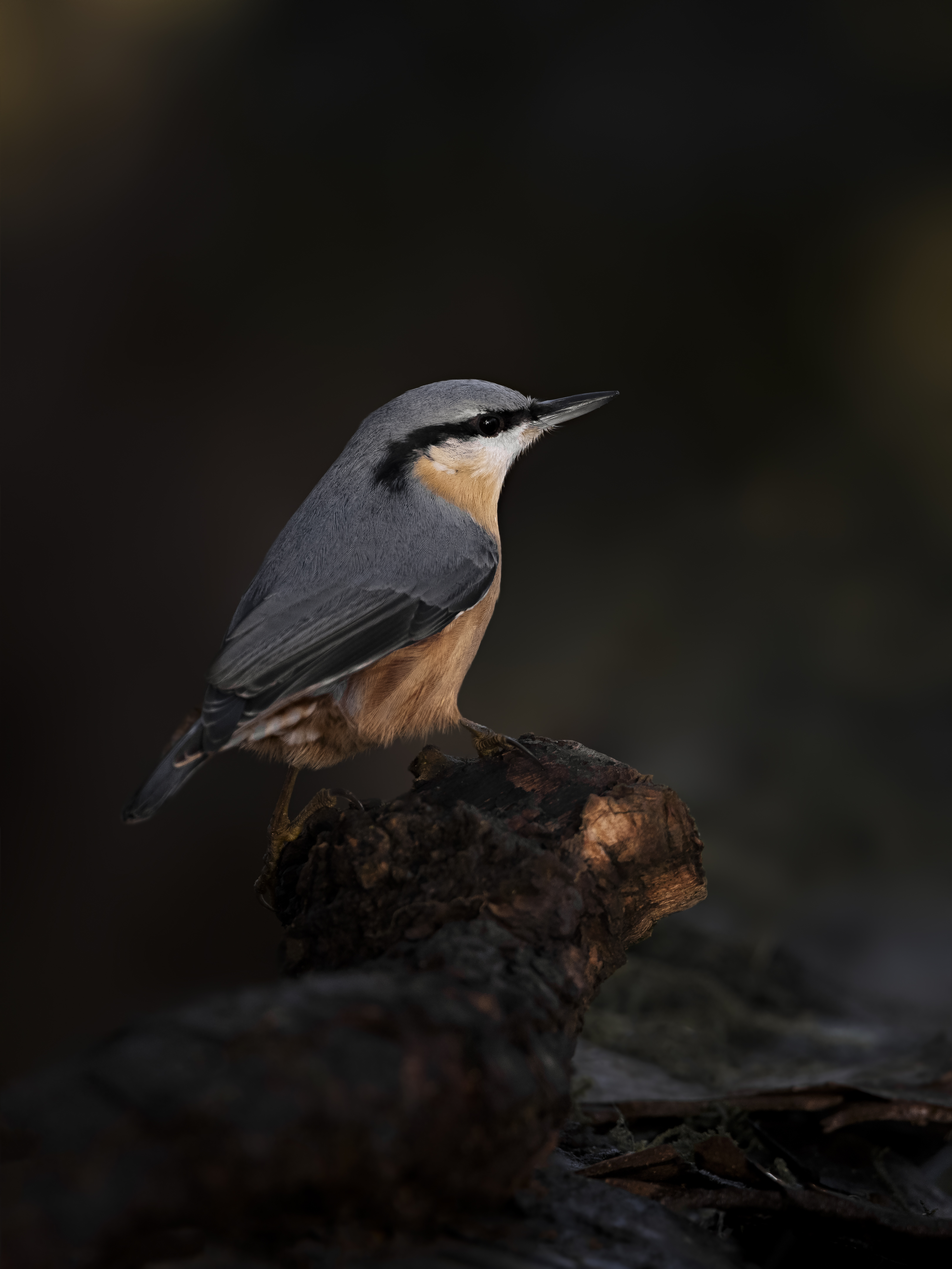 Nuthatch39