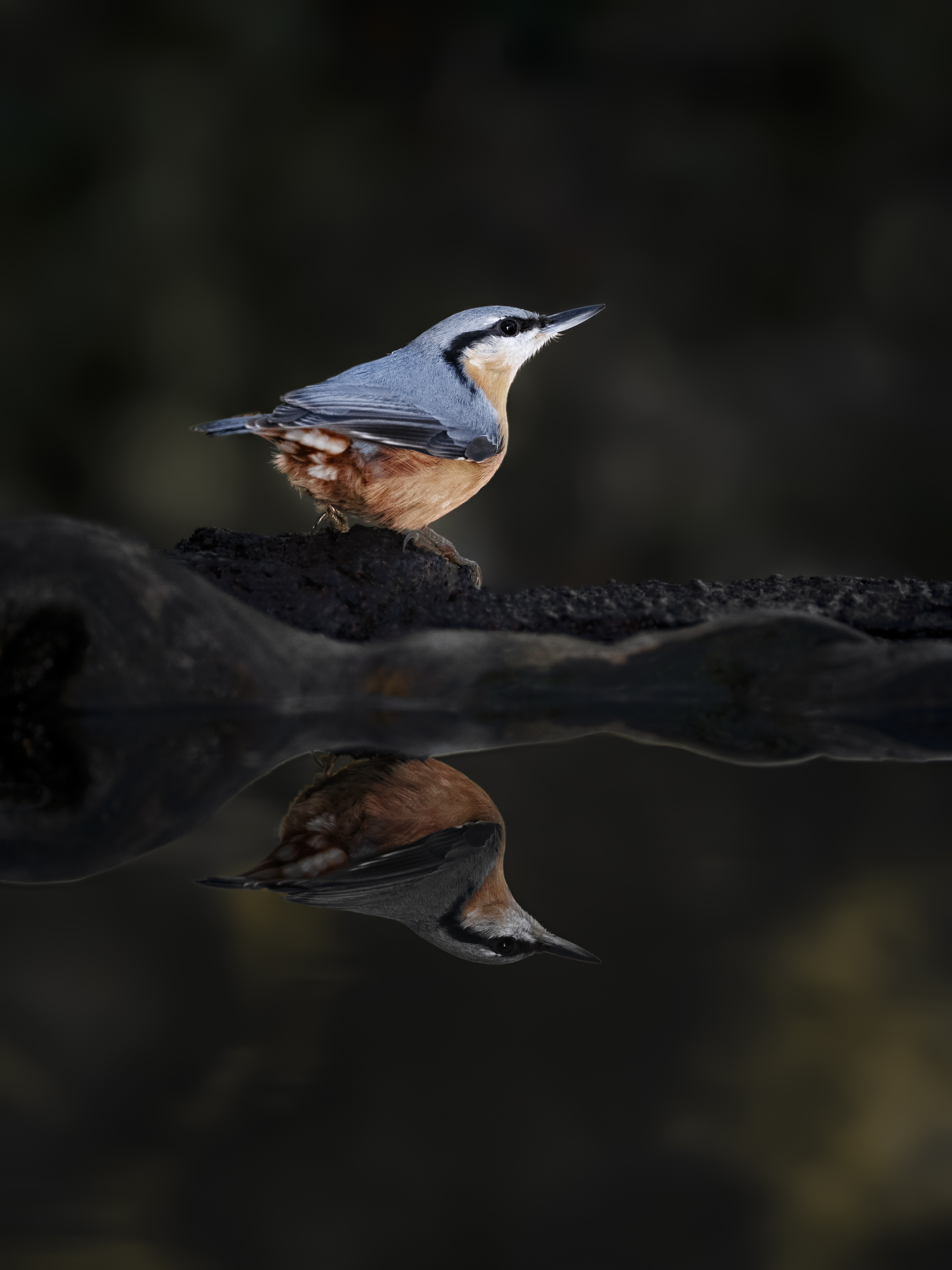 Nuthatch40