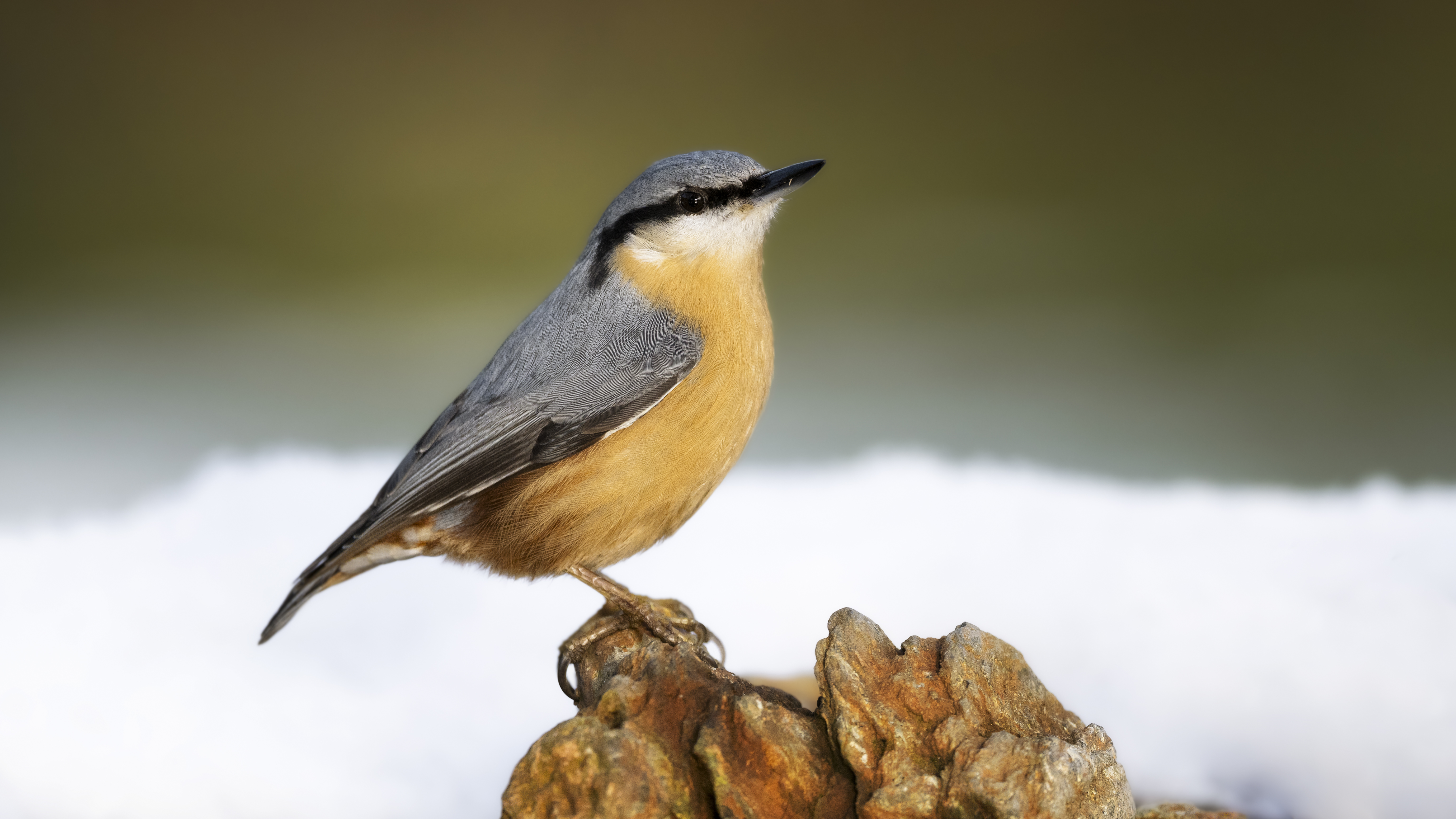 Nuthatch42