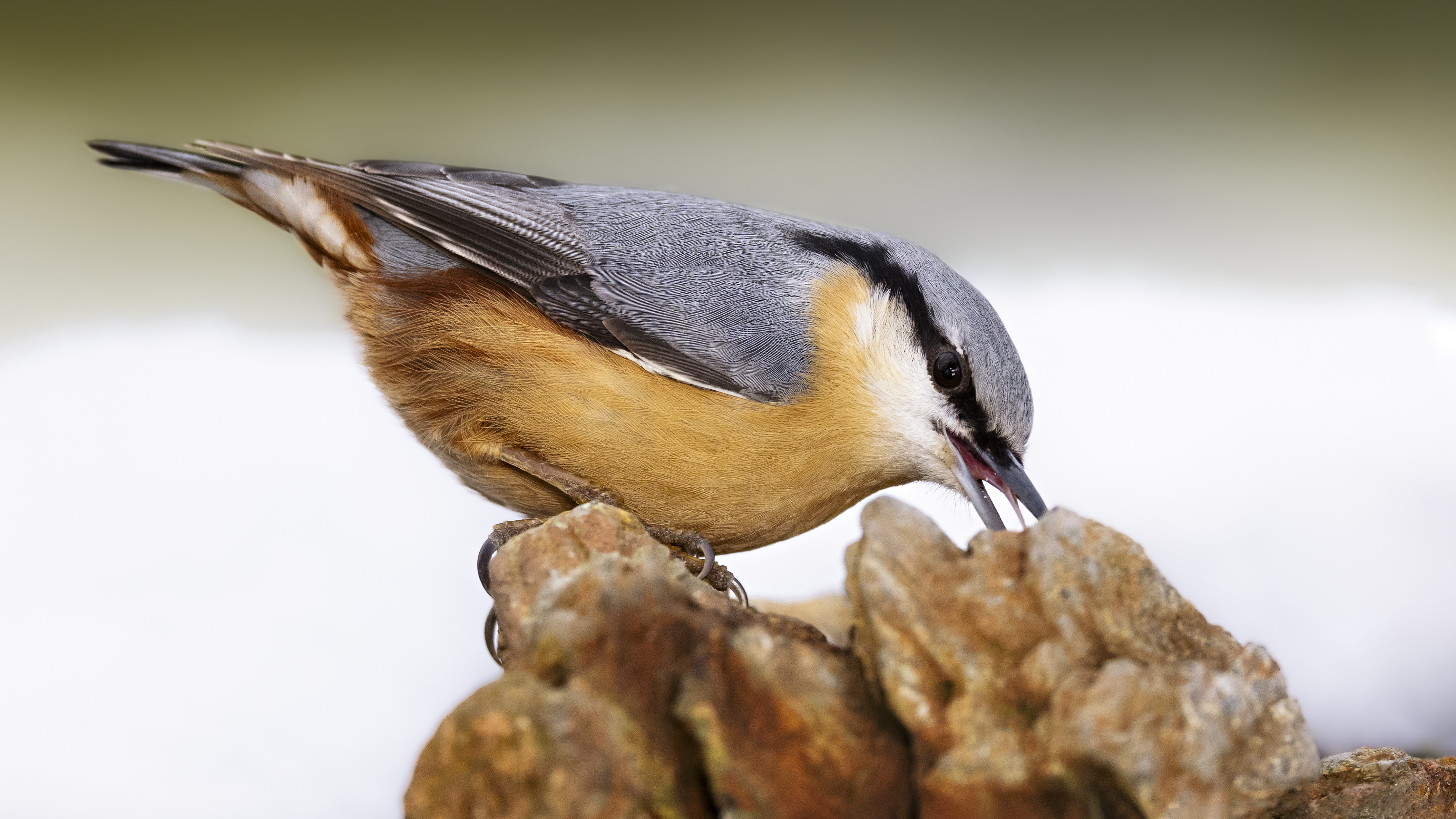 Nuthatch43