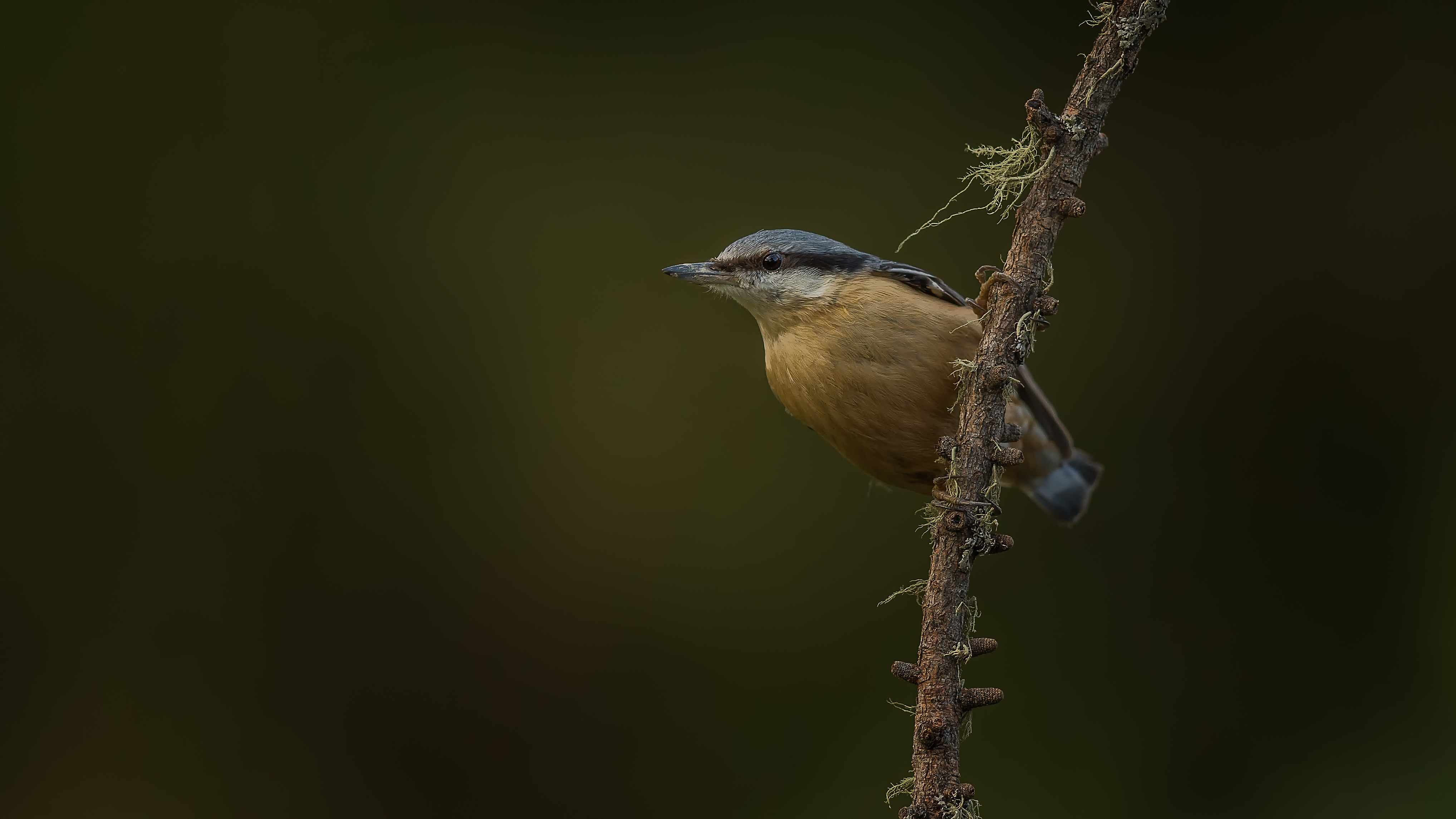 Nuthatch7