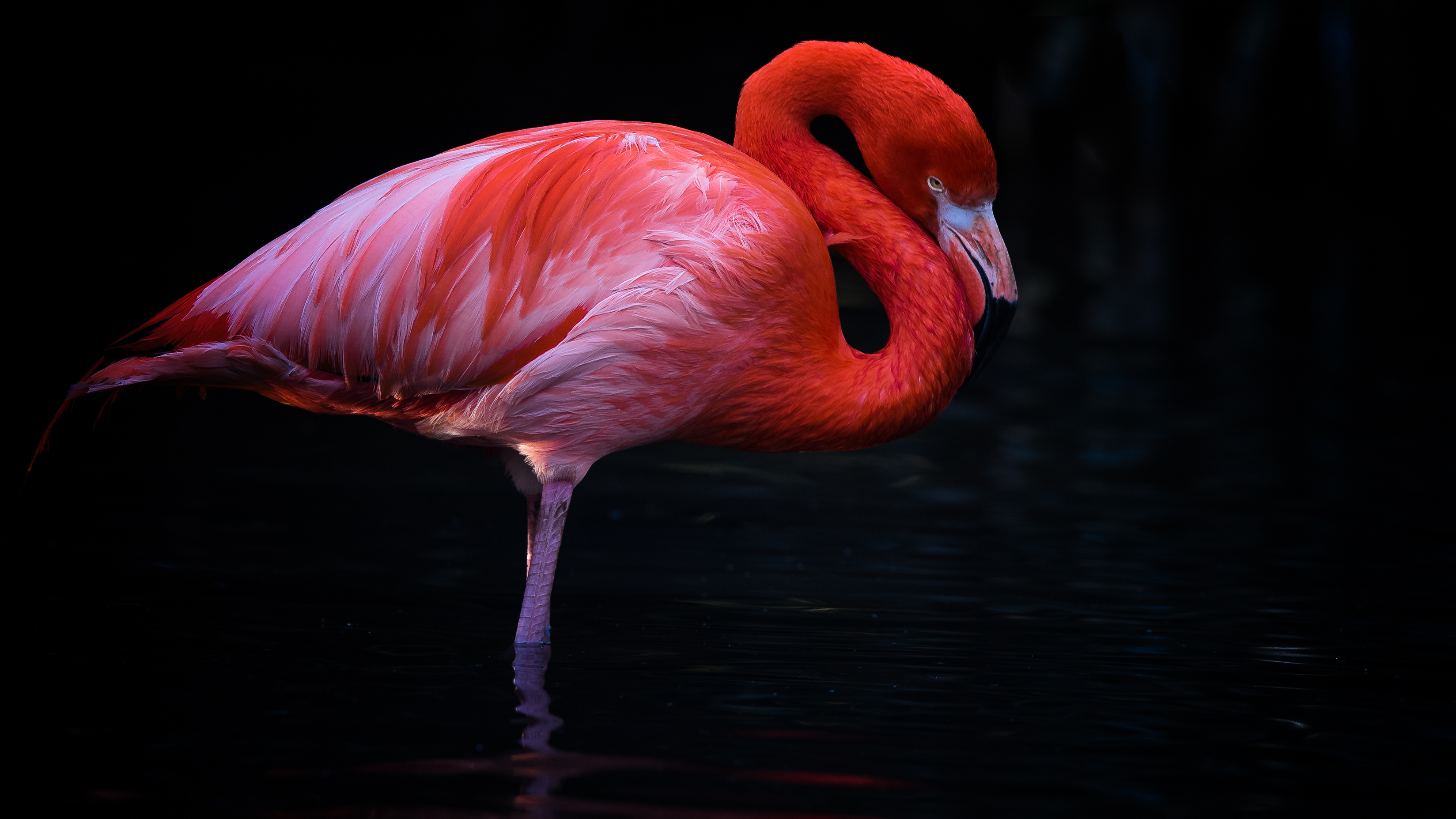 Flamingo3