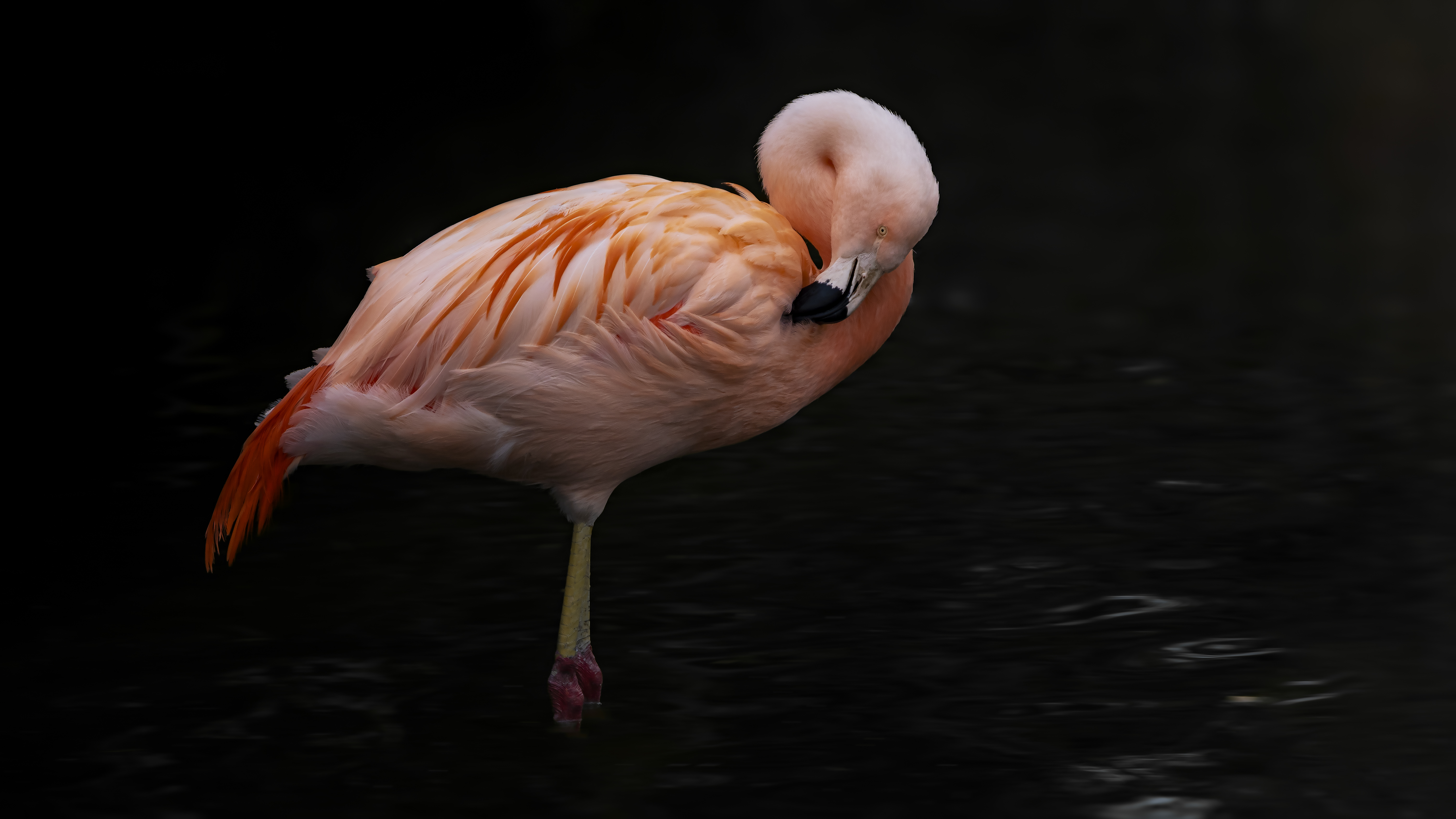 Flamingo37