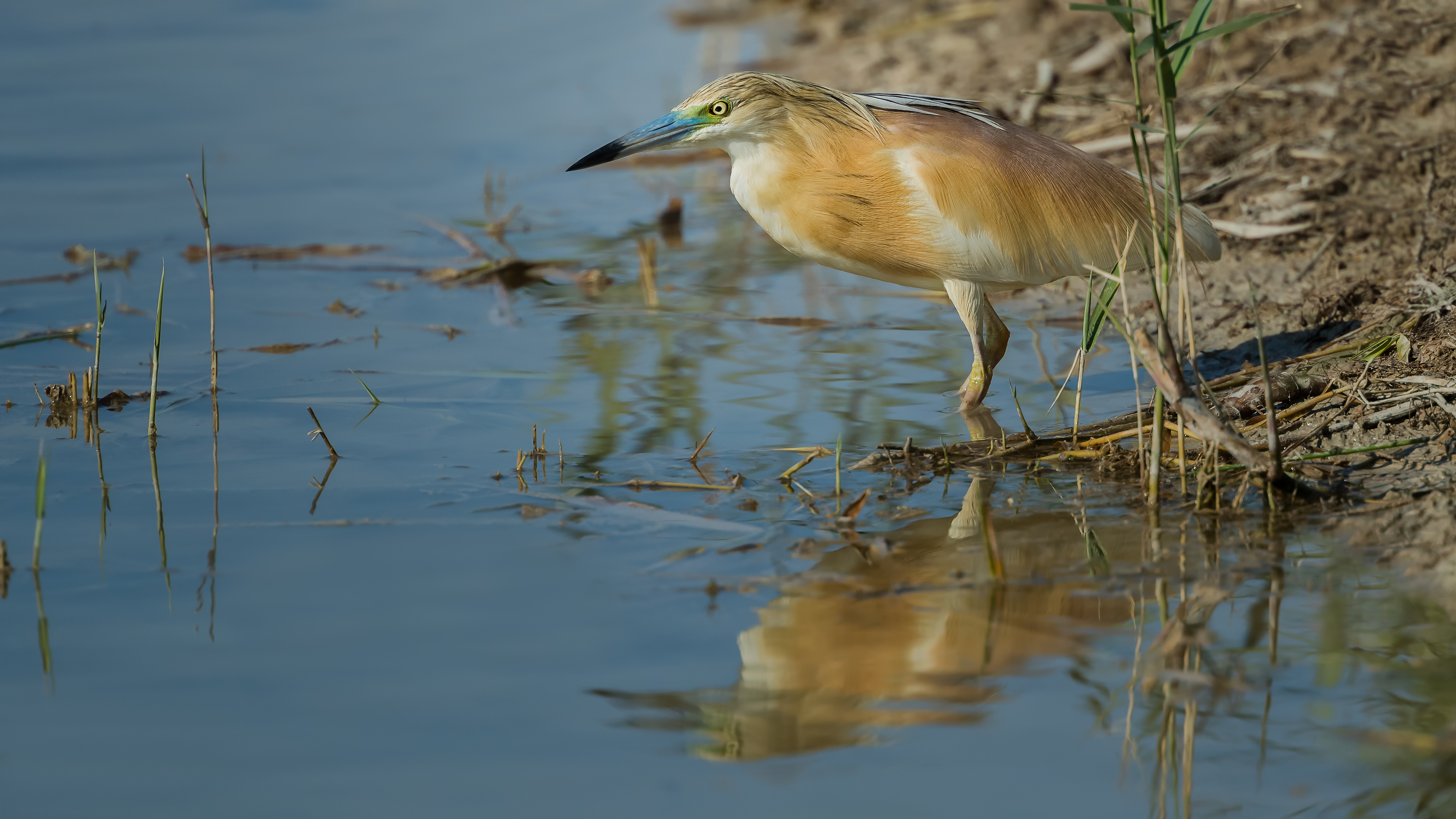 Goldenheron1