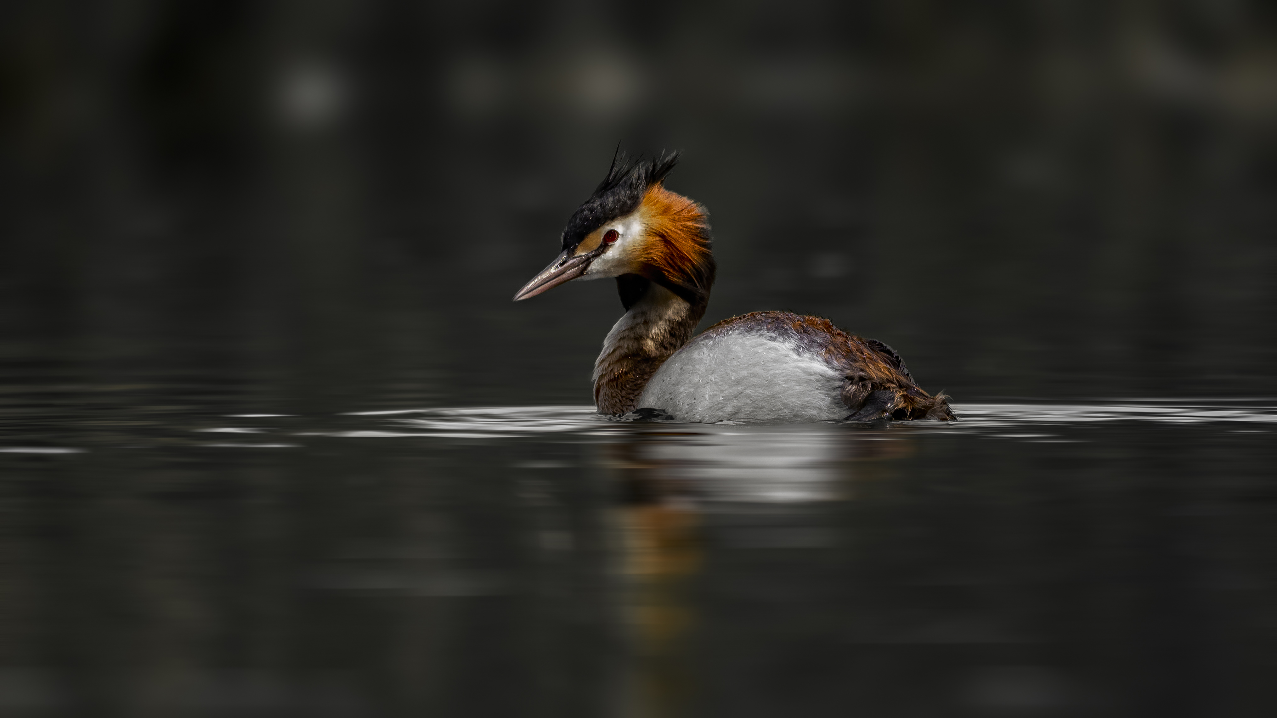 Grebe77